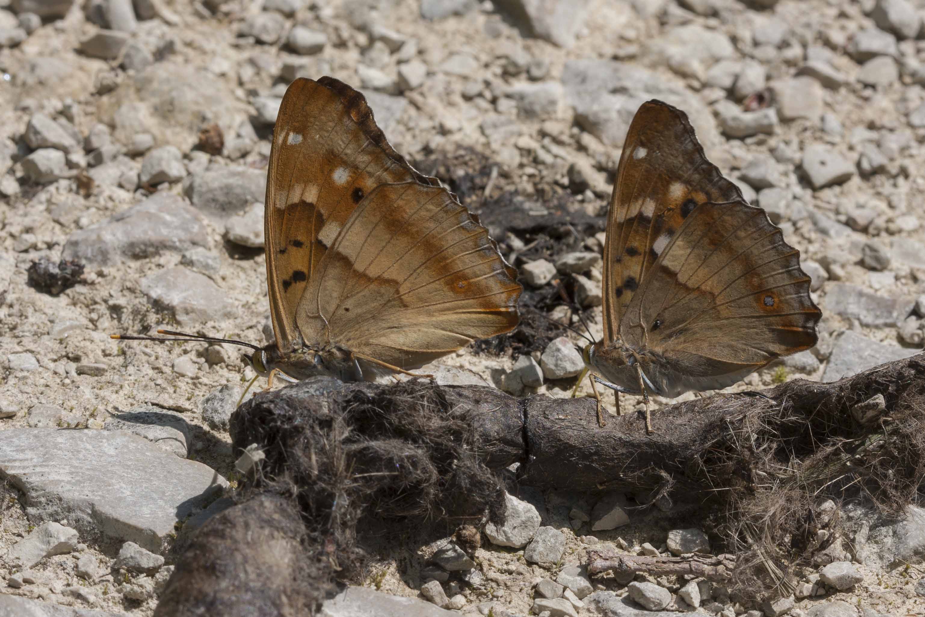 Lesser purple emperor  - Apatura ilia