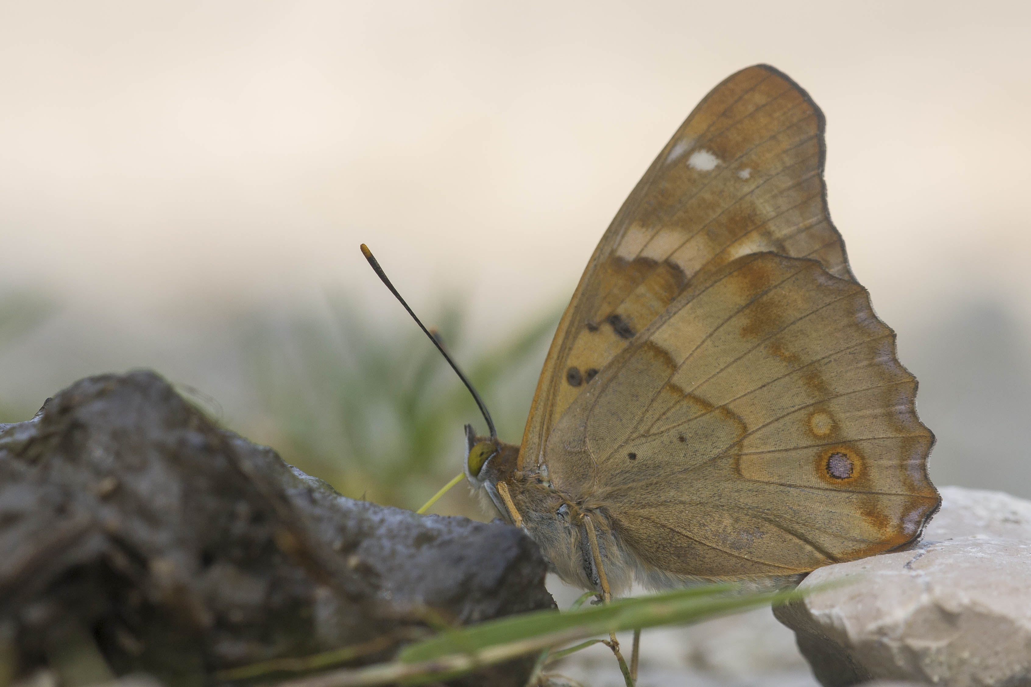 Lesser purple emperor  - Apatura ilia