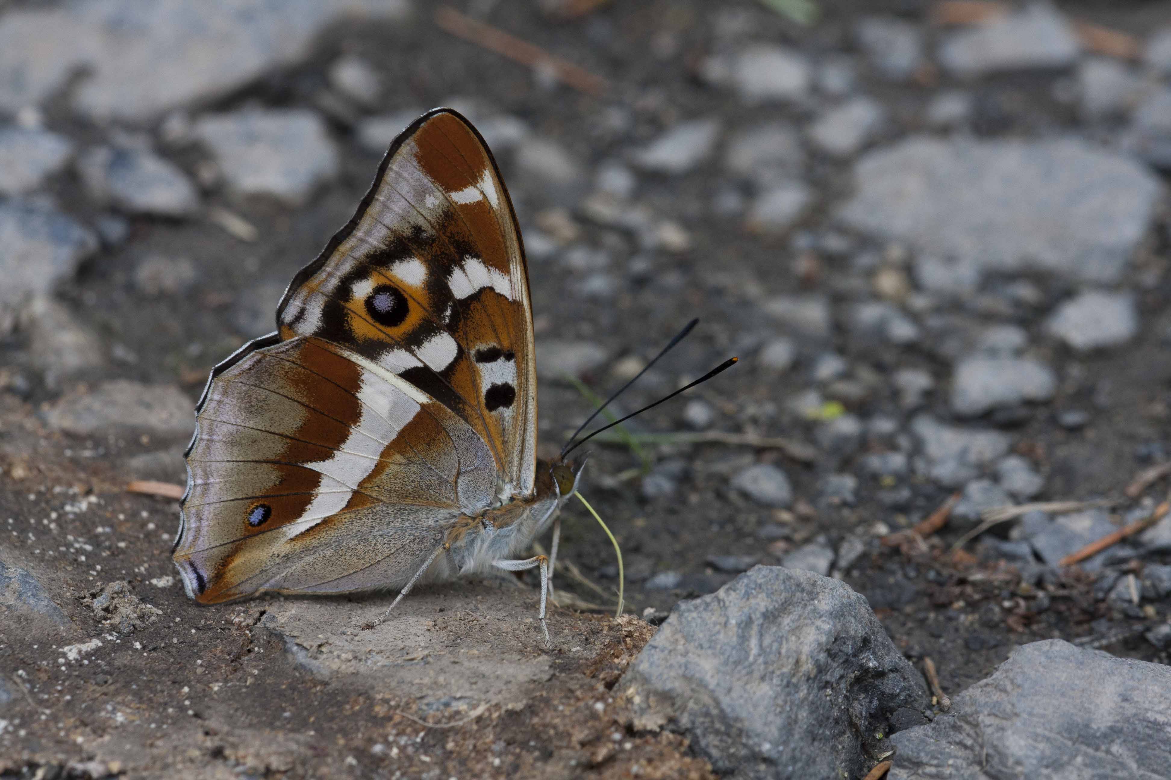 Purple emperor  - Apatura iris