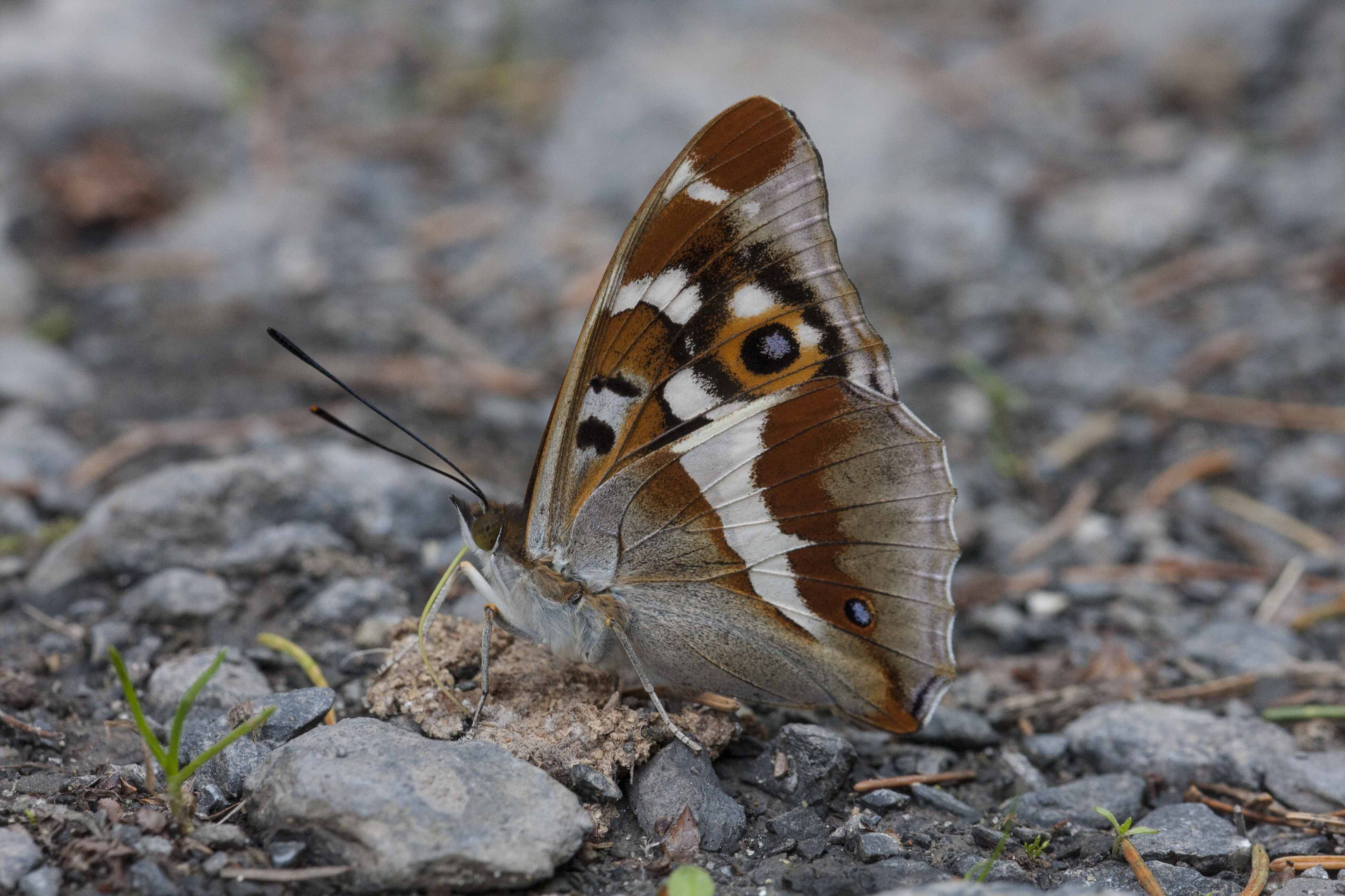 Purple emperor  - Apatura iris