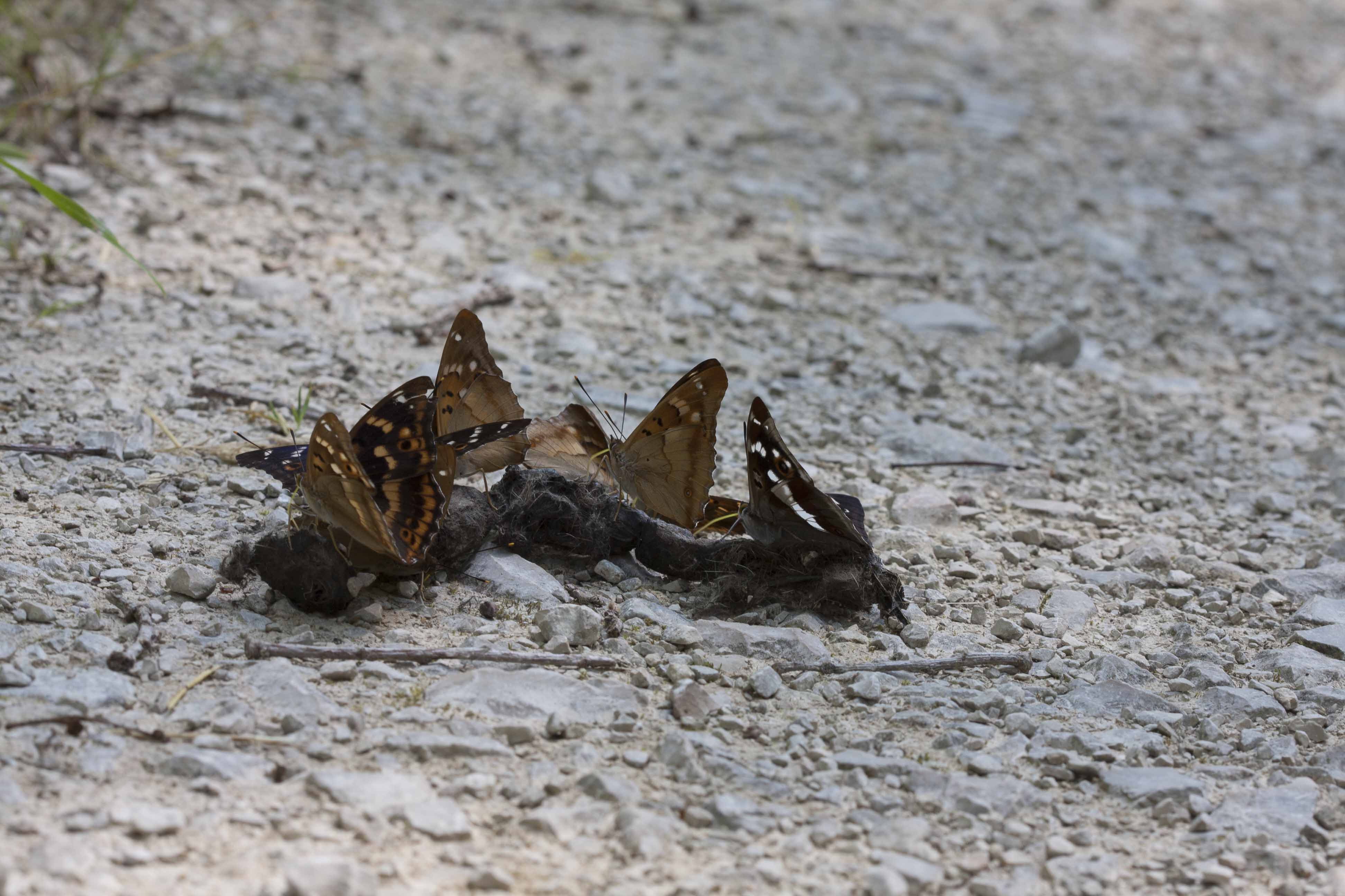 Purple emperor  - Apatura iris