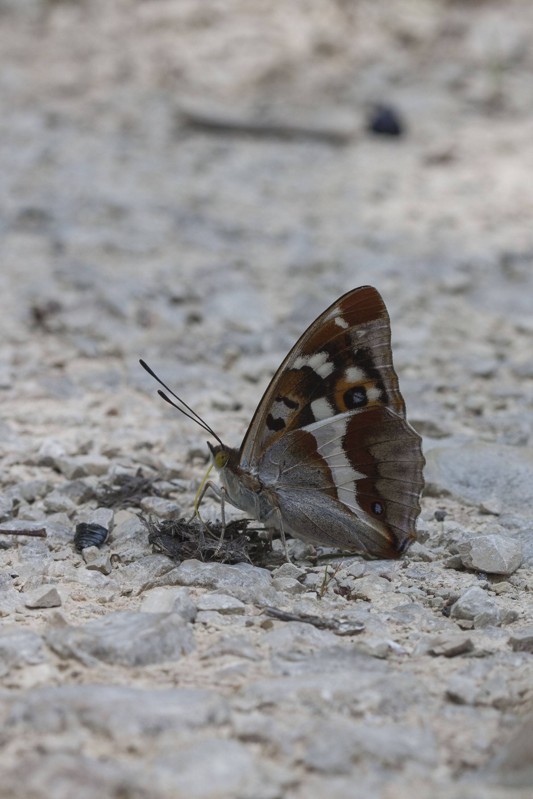 Purple emperor  - Apatura iris