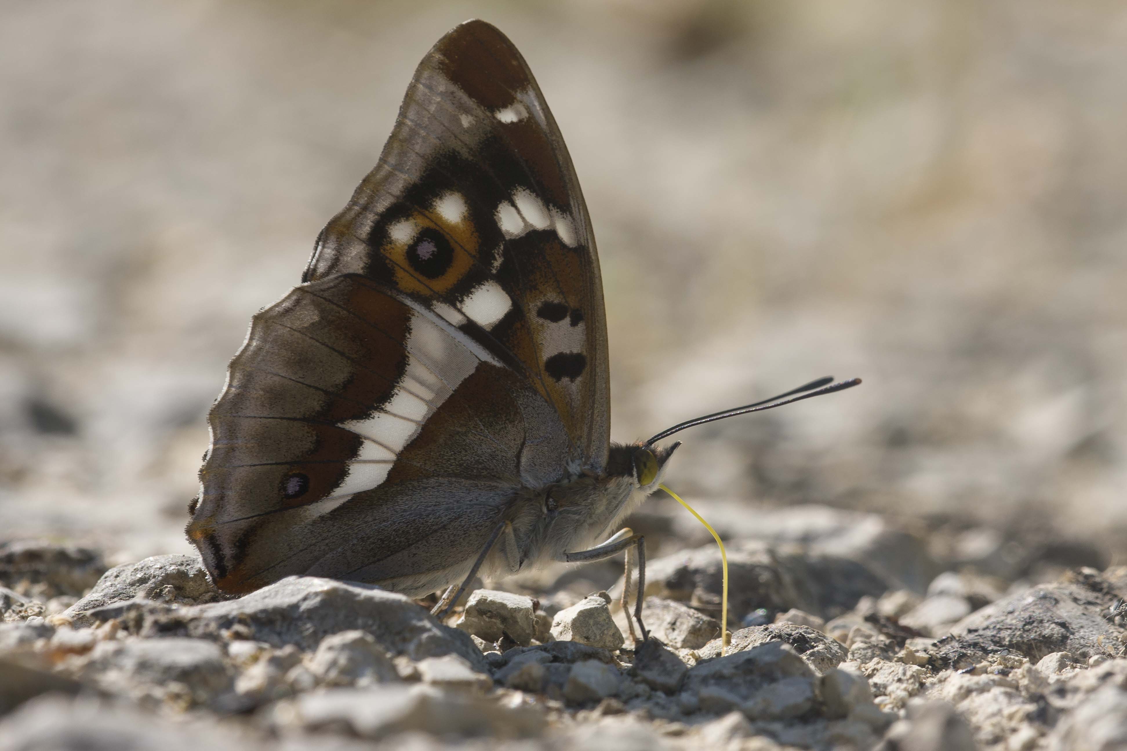 Purple emperor  - Apatura iris