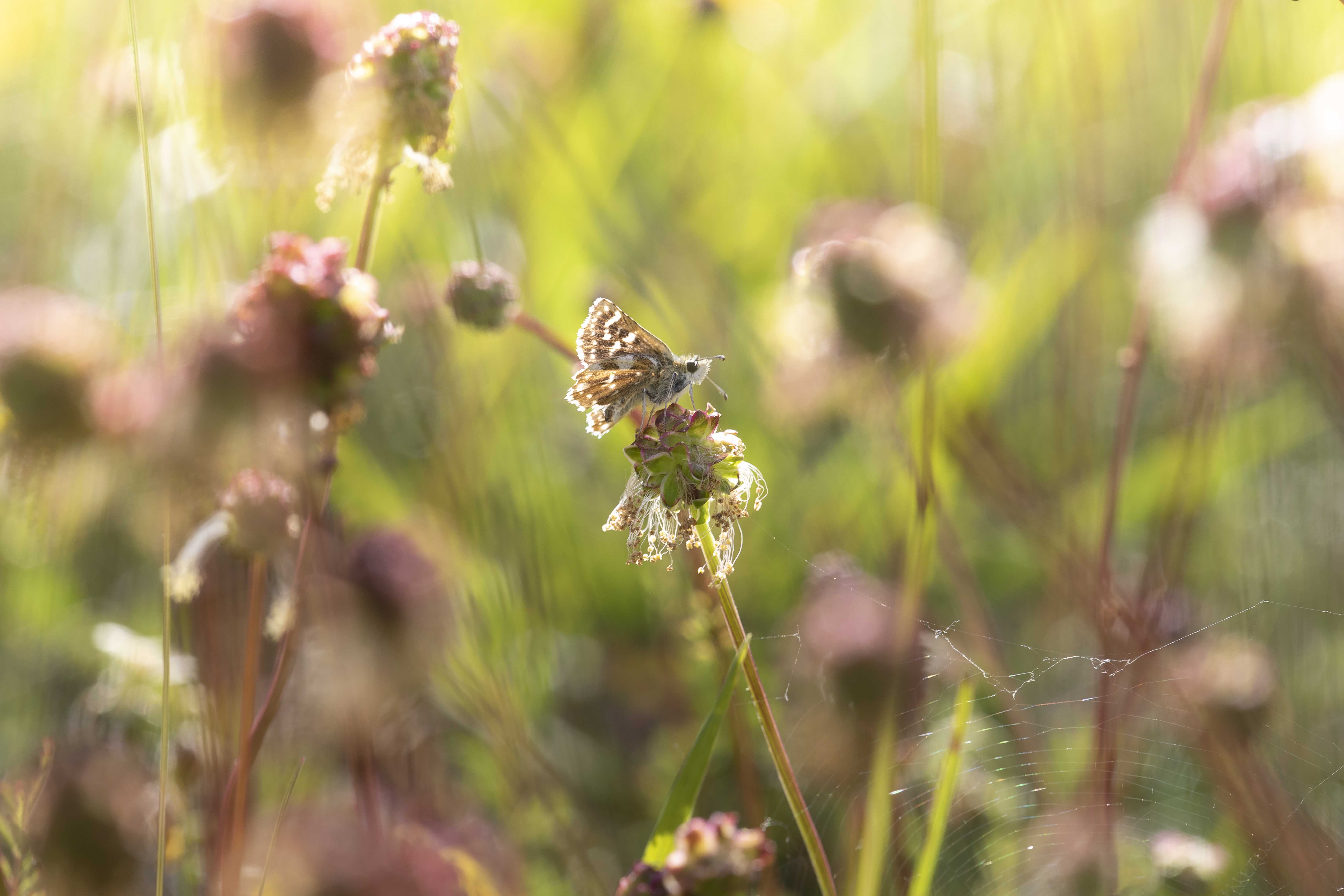 Kalkgraslanddikkopje  - Spialia sertorius