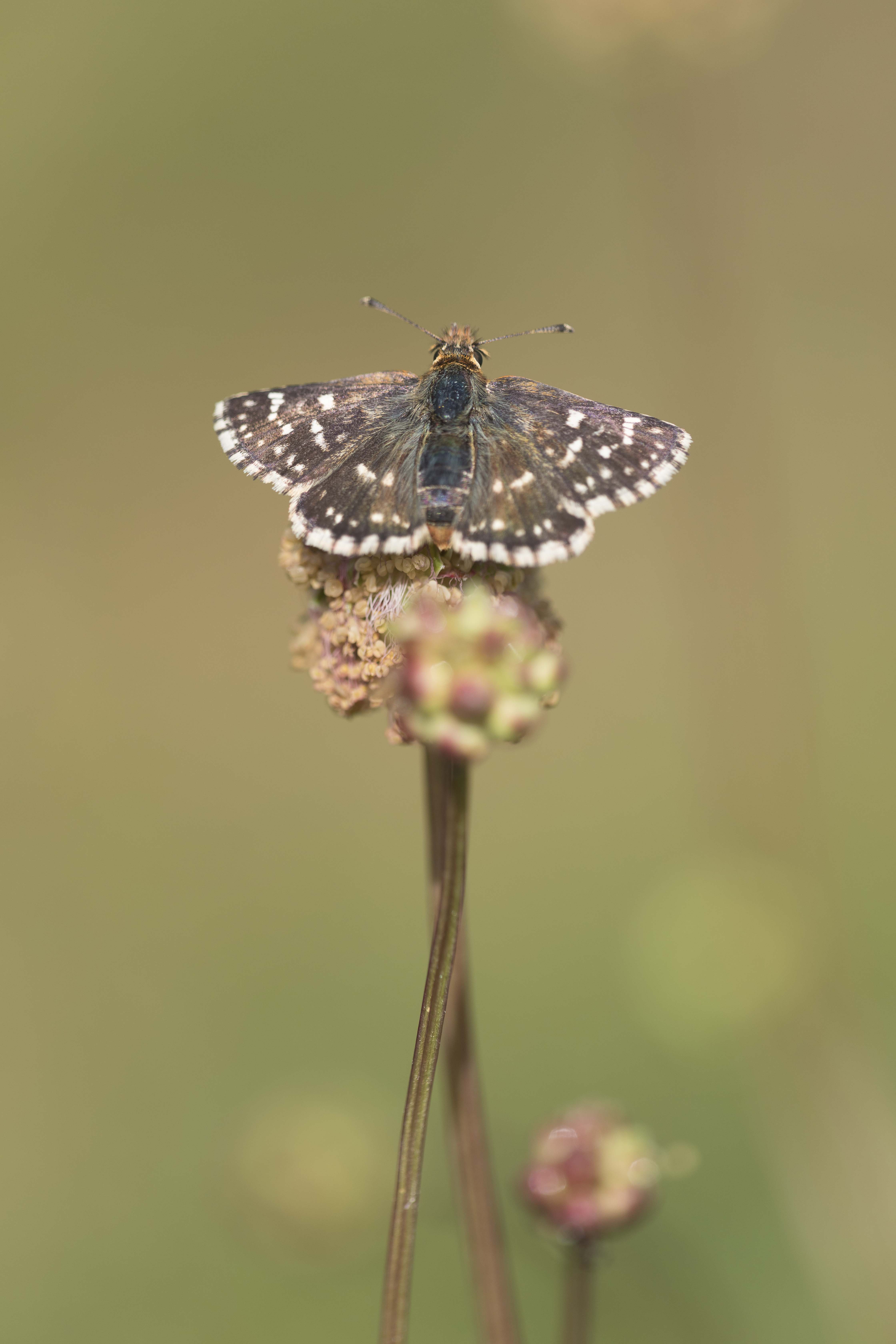 Red underwing skipper  - Spialia sertorius