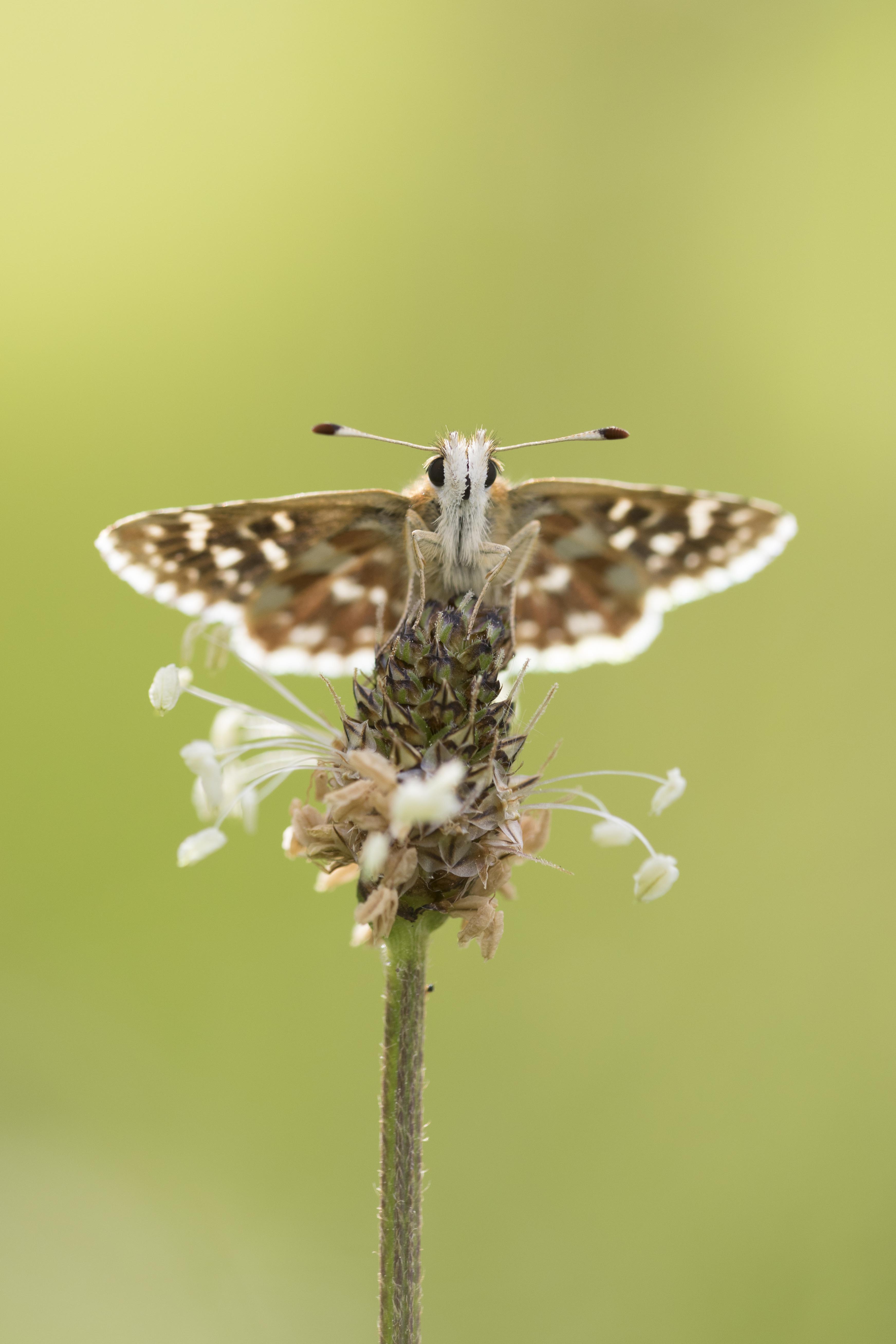 Red underwing skipper  - Spialia sertorius