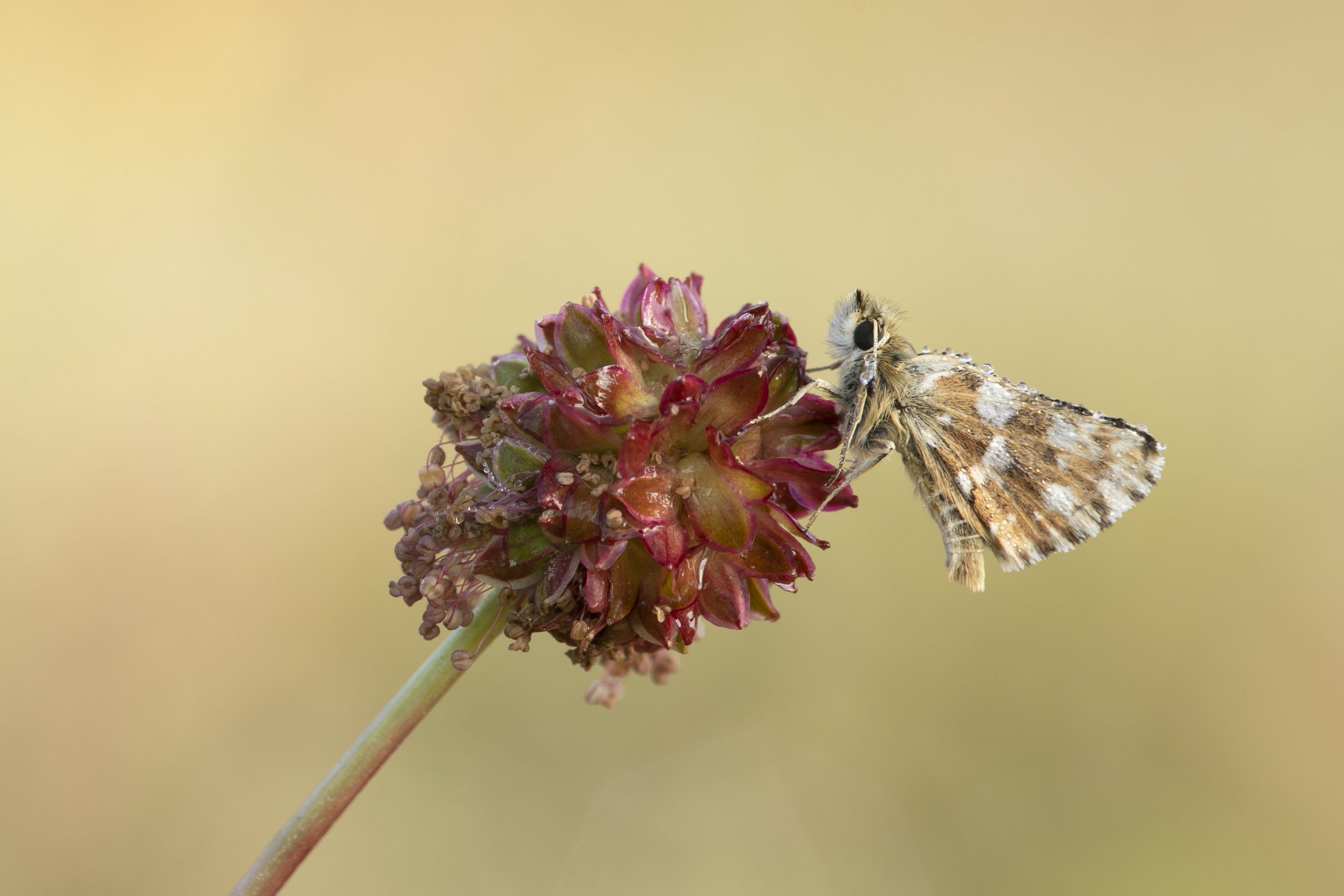 Red underwing skipper  - Spialia sertorius