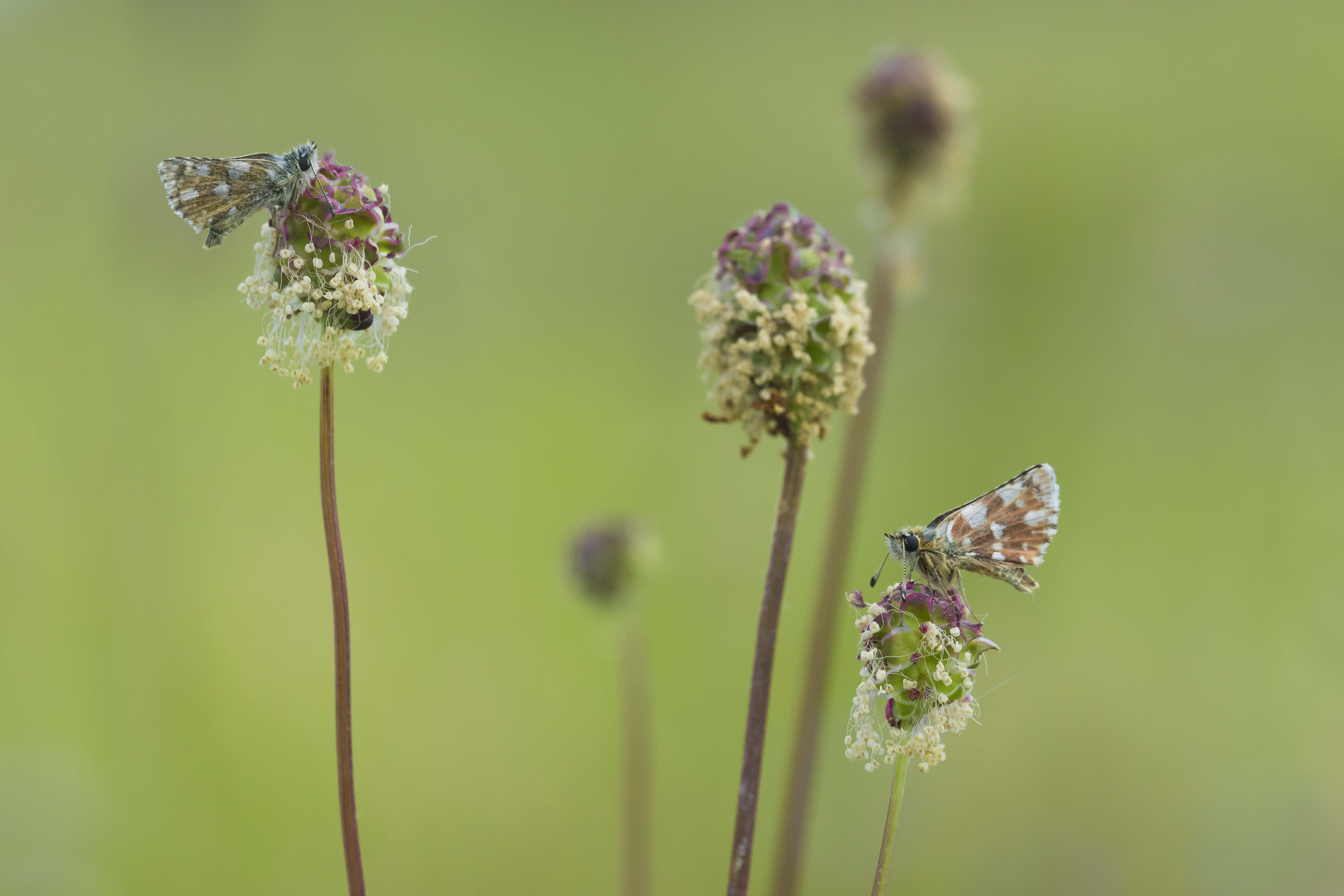 Kalkgraslanddikkopje  - Spialia sertorius