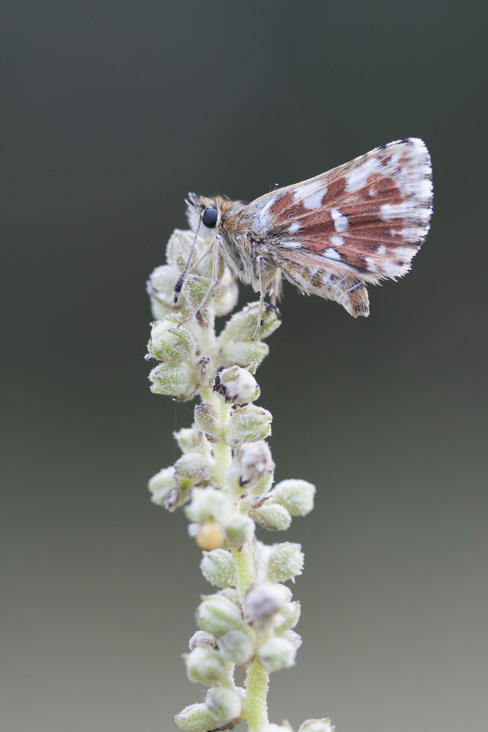 Red underwing skipper  - Spialia sertorius