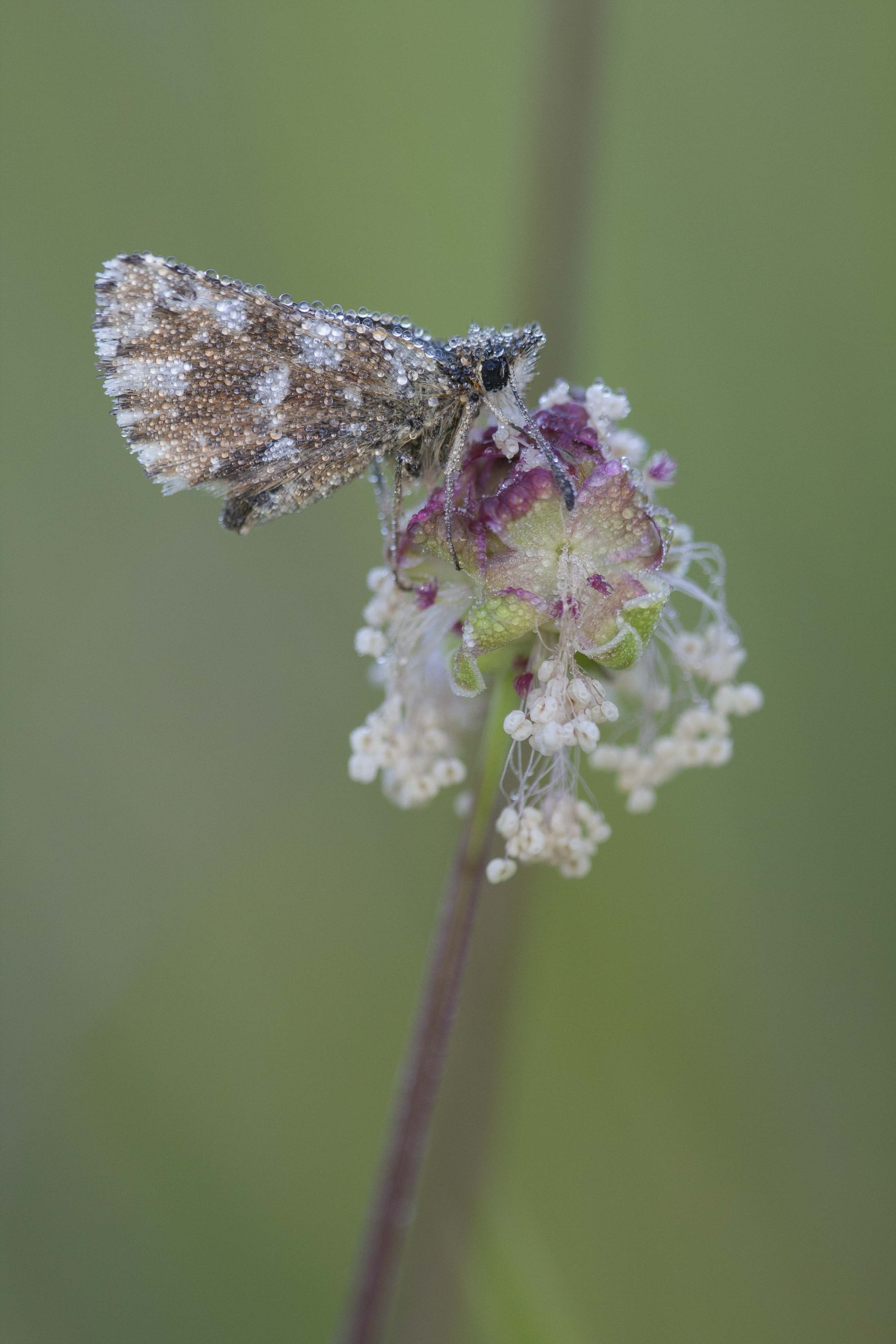 Red underwing skipper  - Spialia sertorius