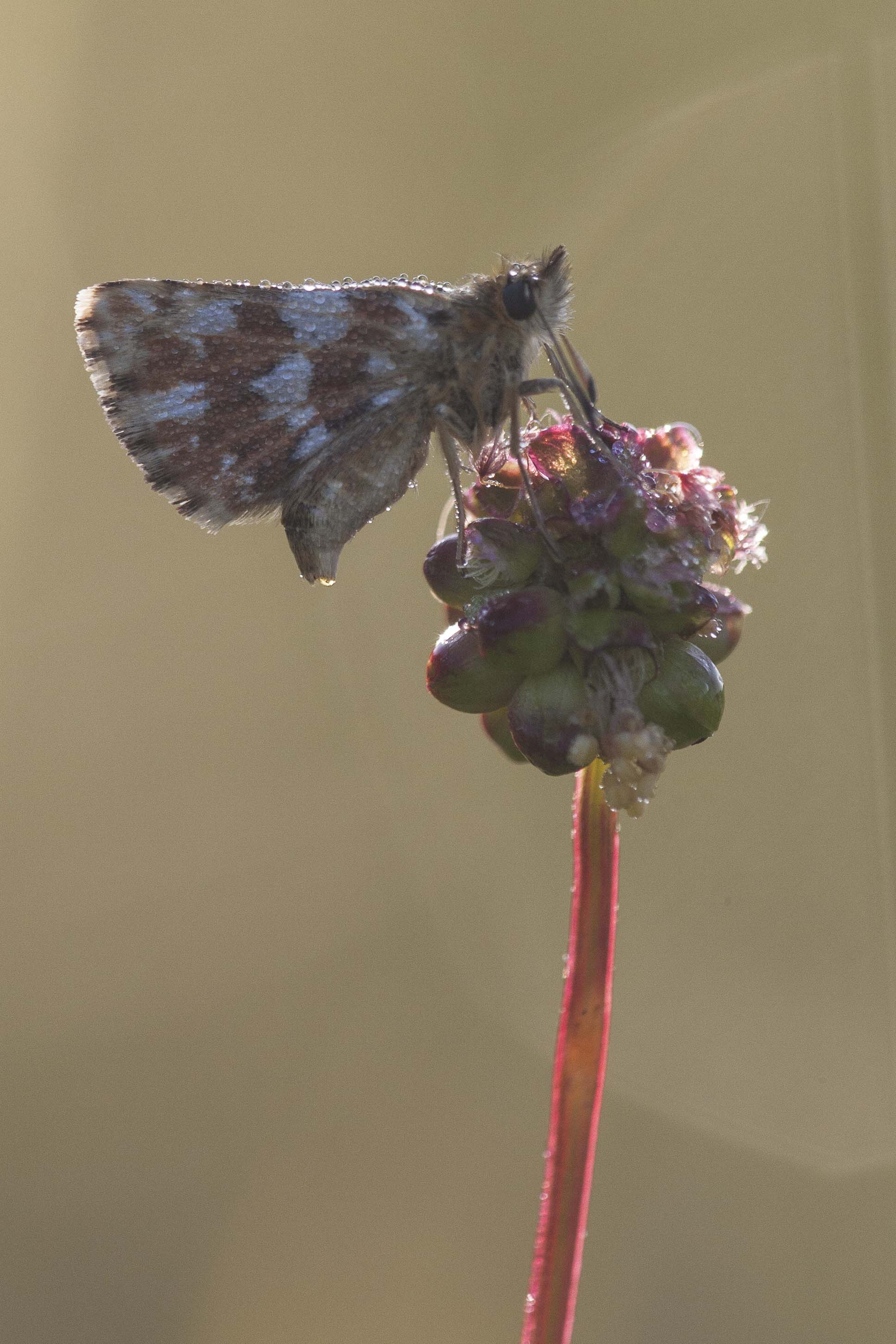 Red underwing skipper  - Spialia sertorius