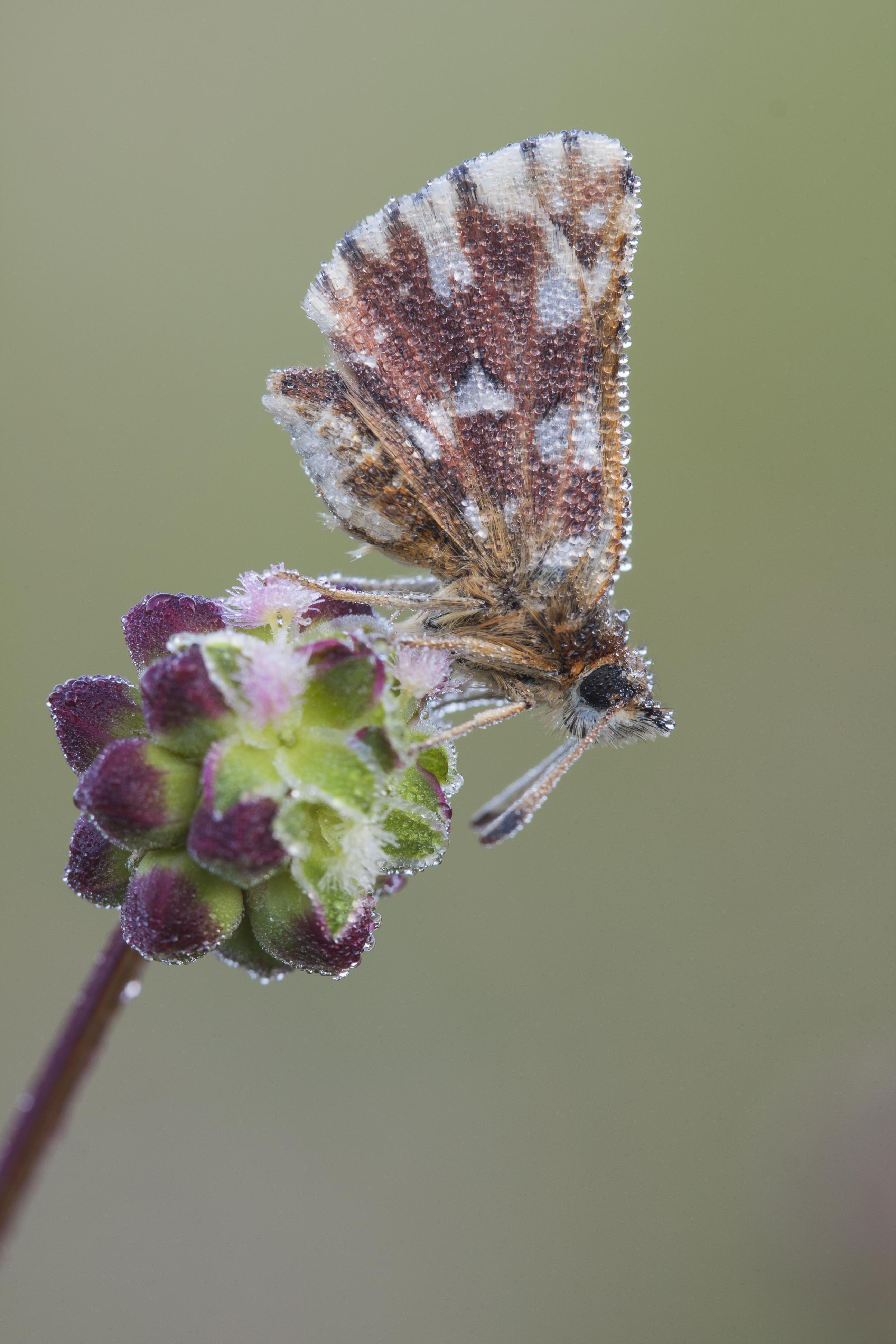 Red underwing skipper  - Spialia sertorius