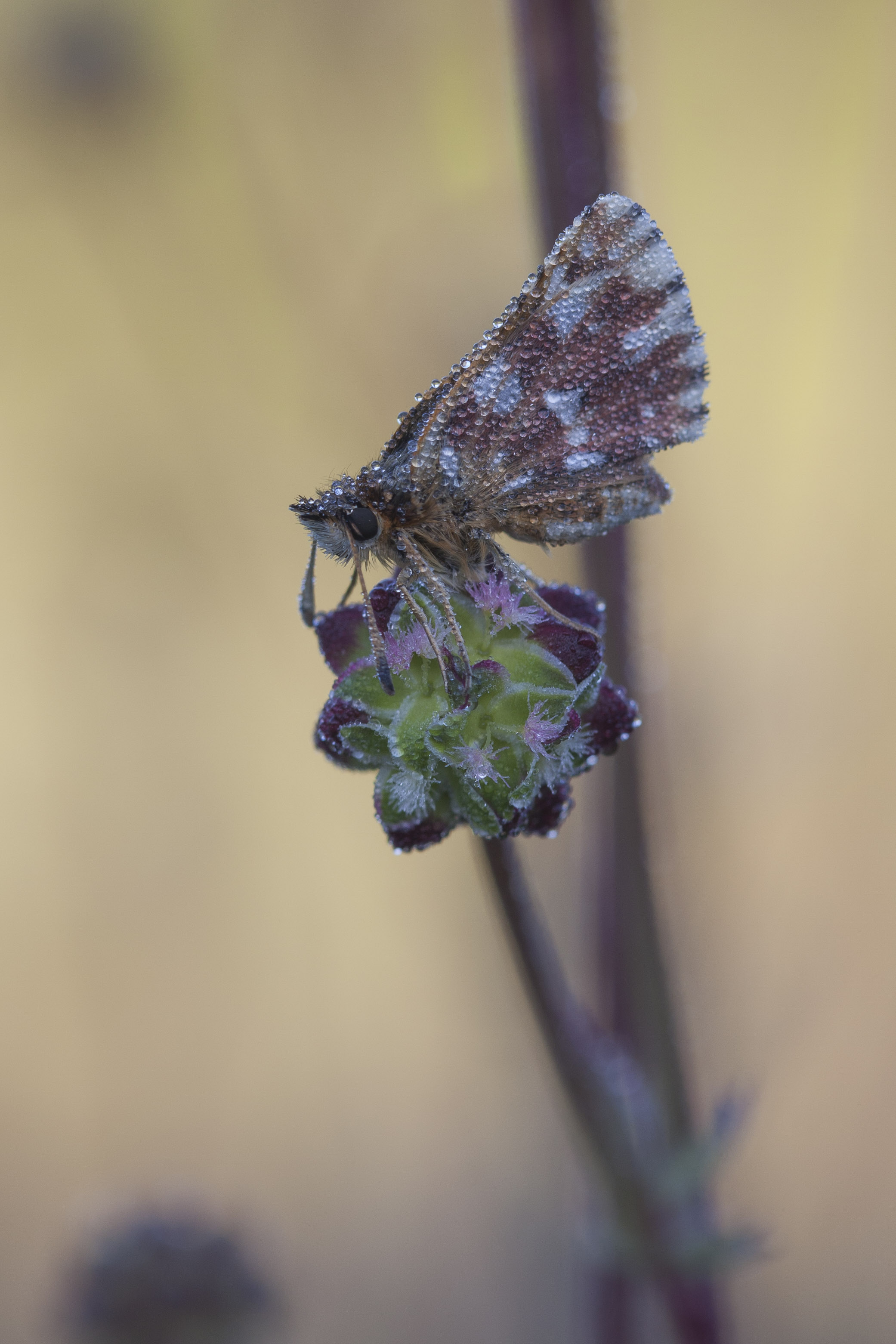 Red underwing skipper  - Spialia sertorius