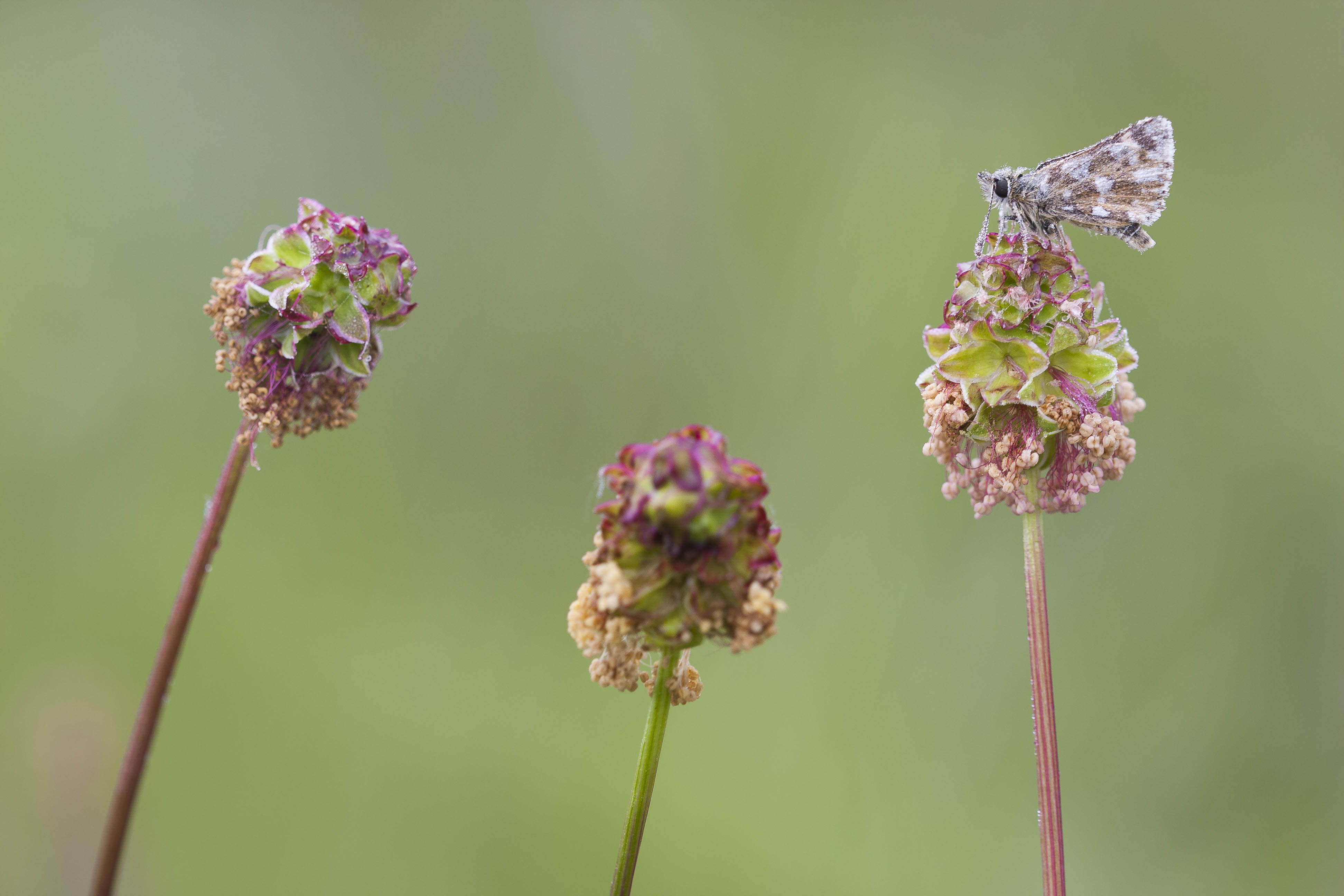 Kalkgraslanddikkopje  - Spialia sertorius