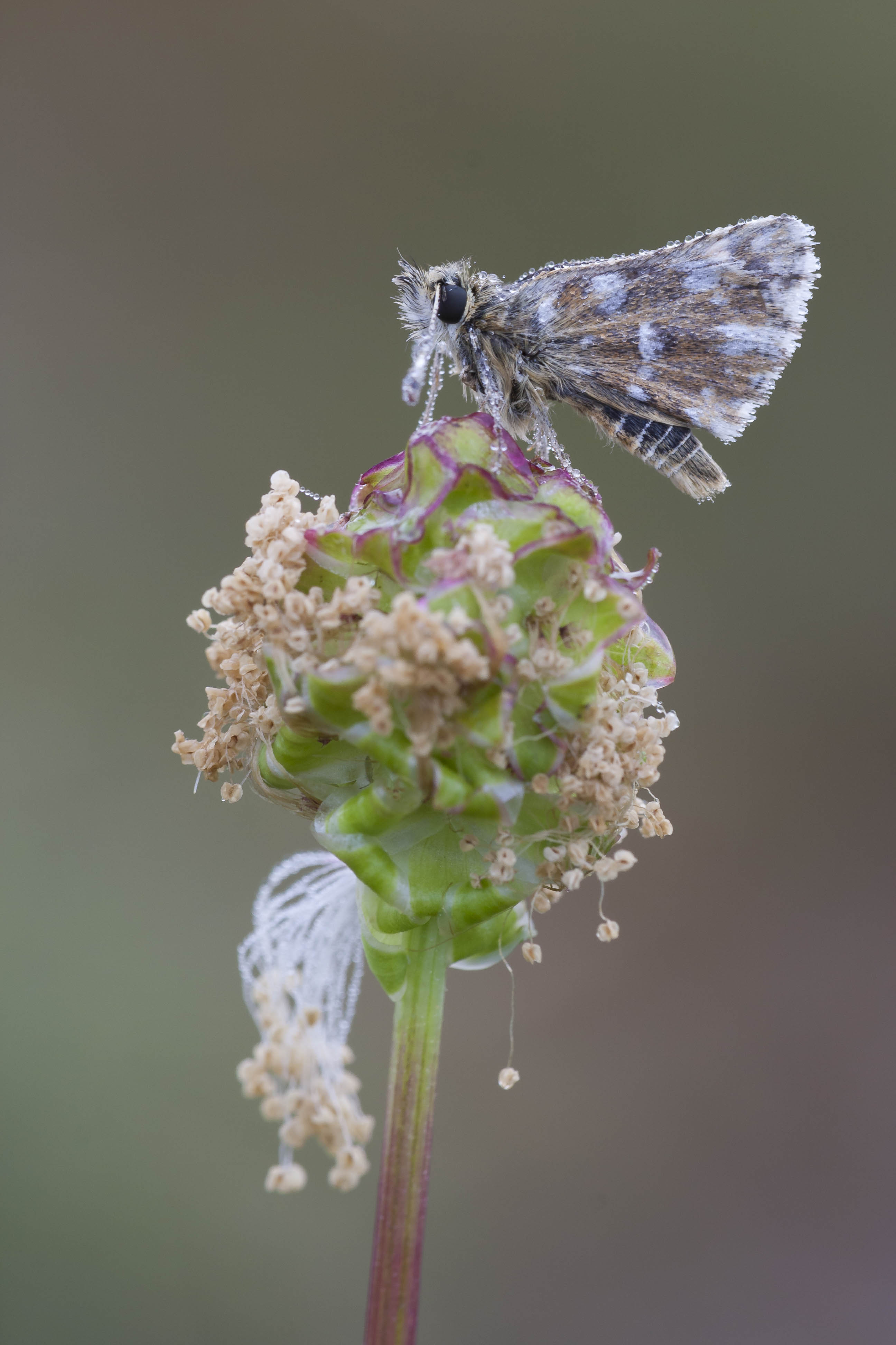 Red underwing skipper  - Spialia sertorius