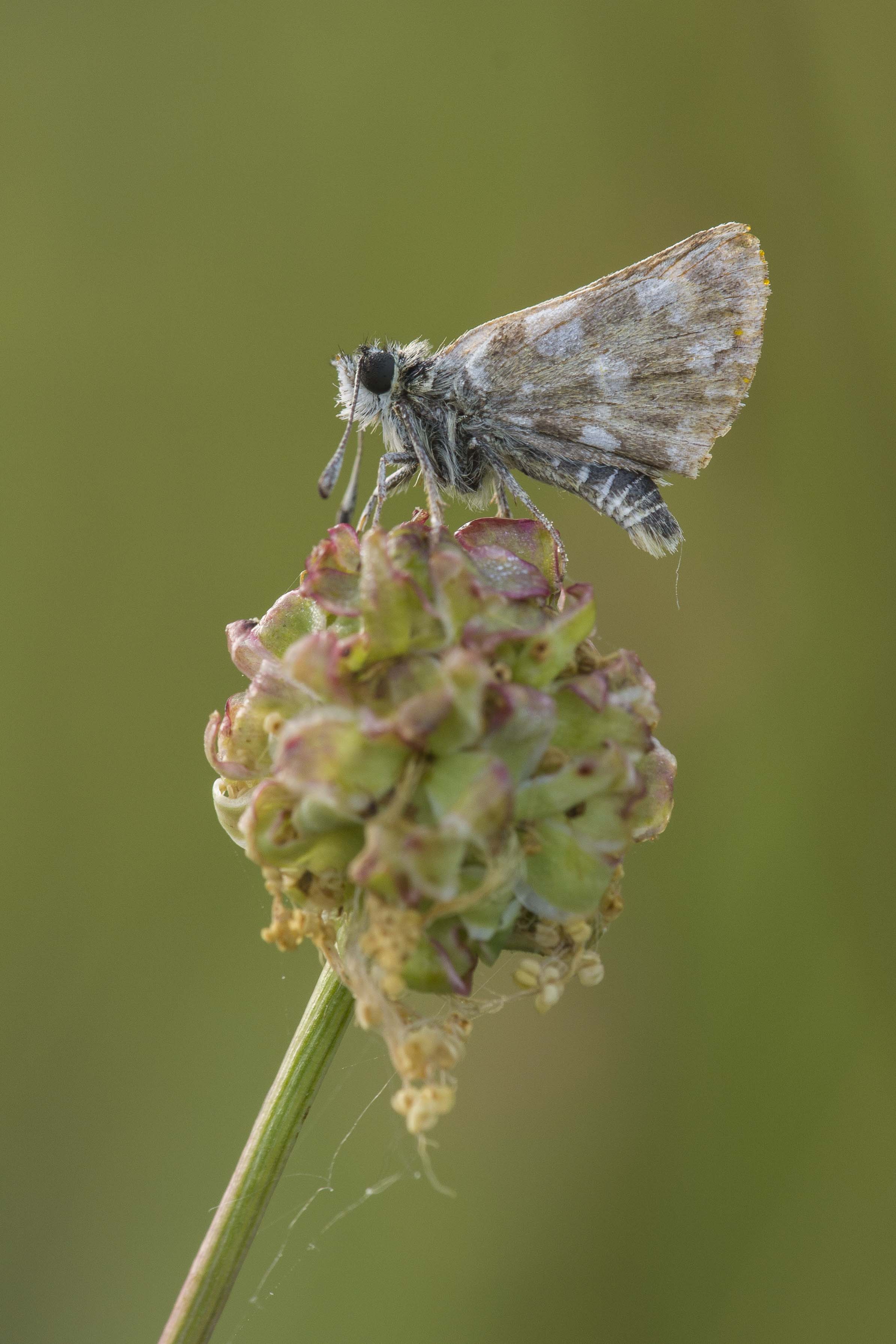 Red underwing skipper  - Spialia sertorius