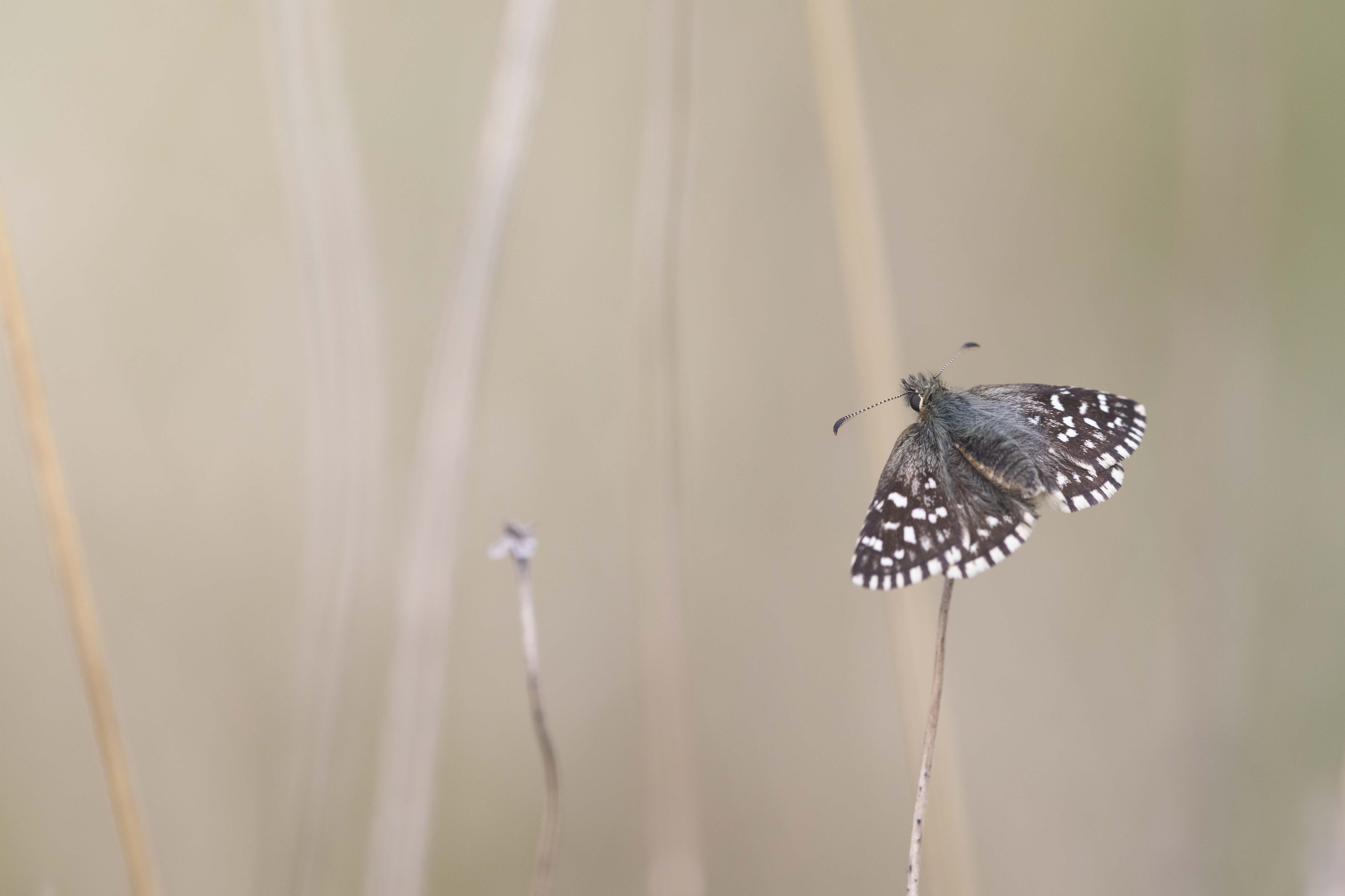 Grizzled skipper  - Pyrgus malvae