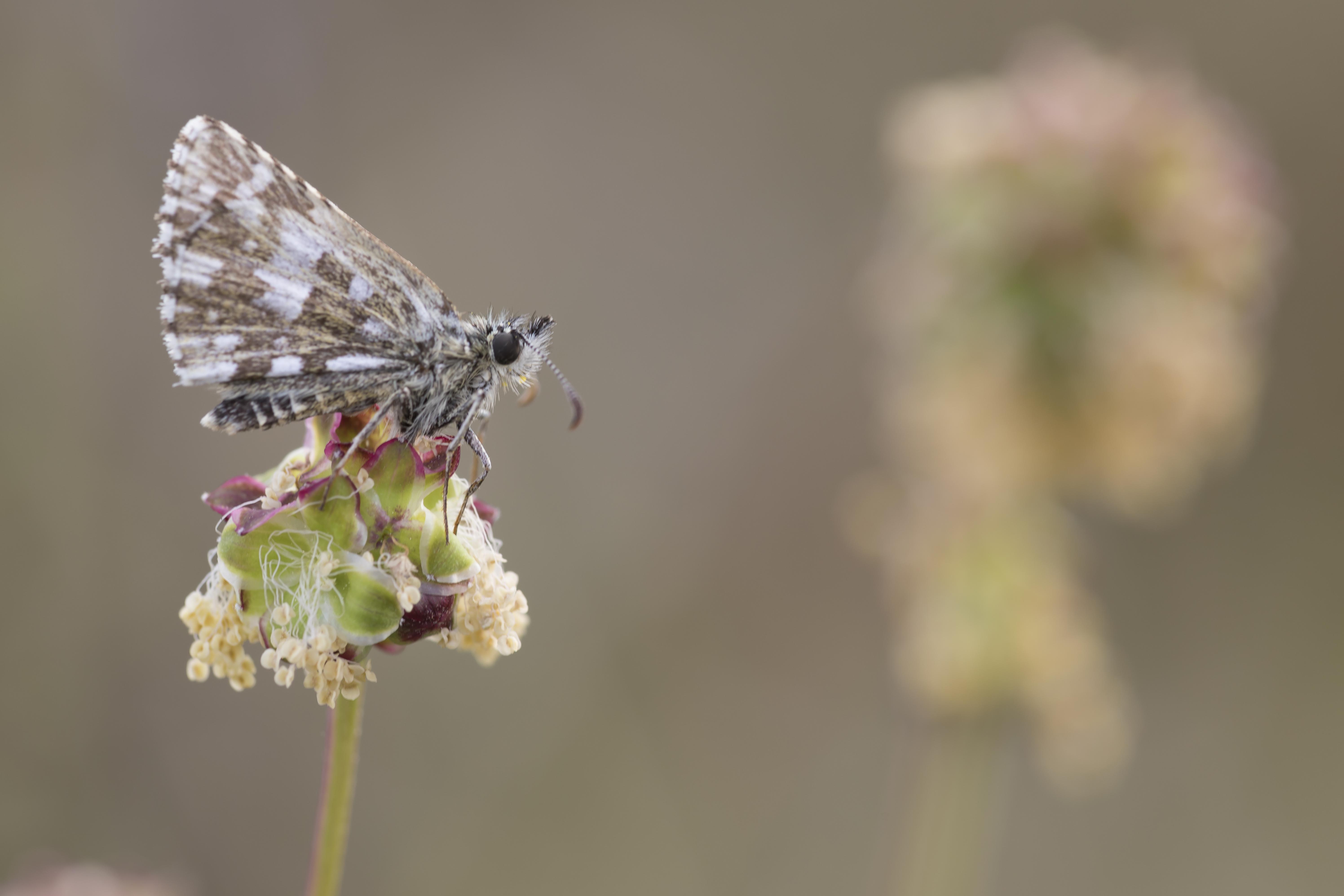 Aardbeivlinder  - Pyrgus malvae