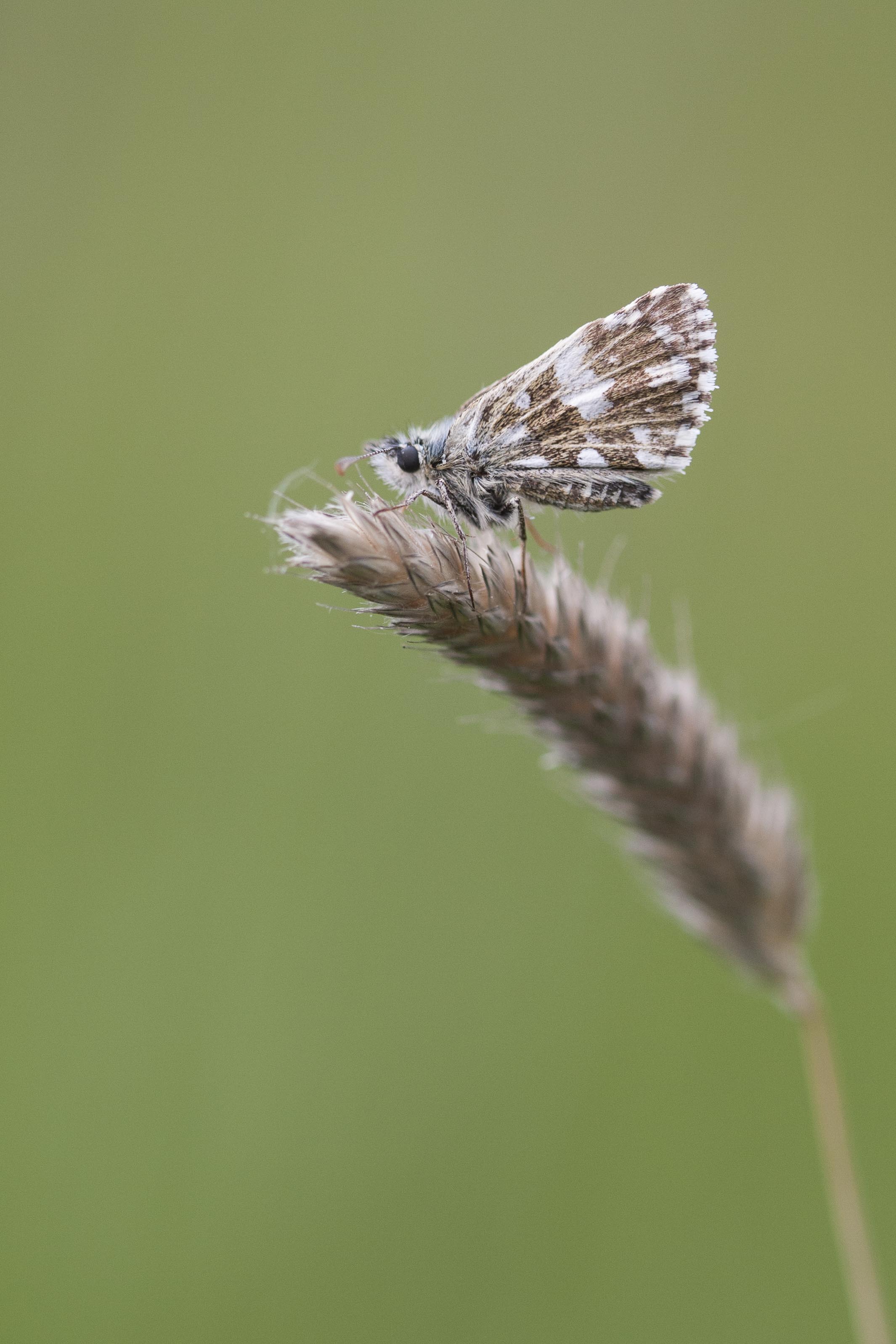 Grizzled skipper  - Pyrgus malvae