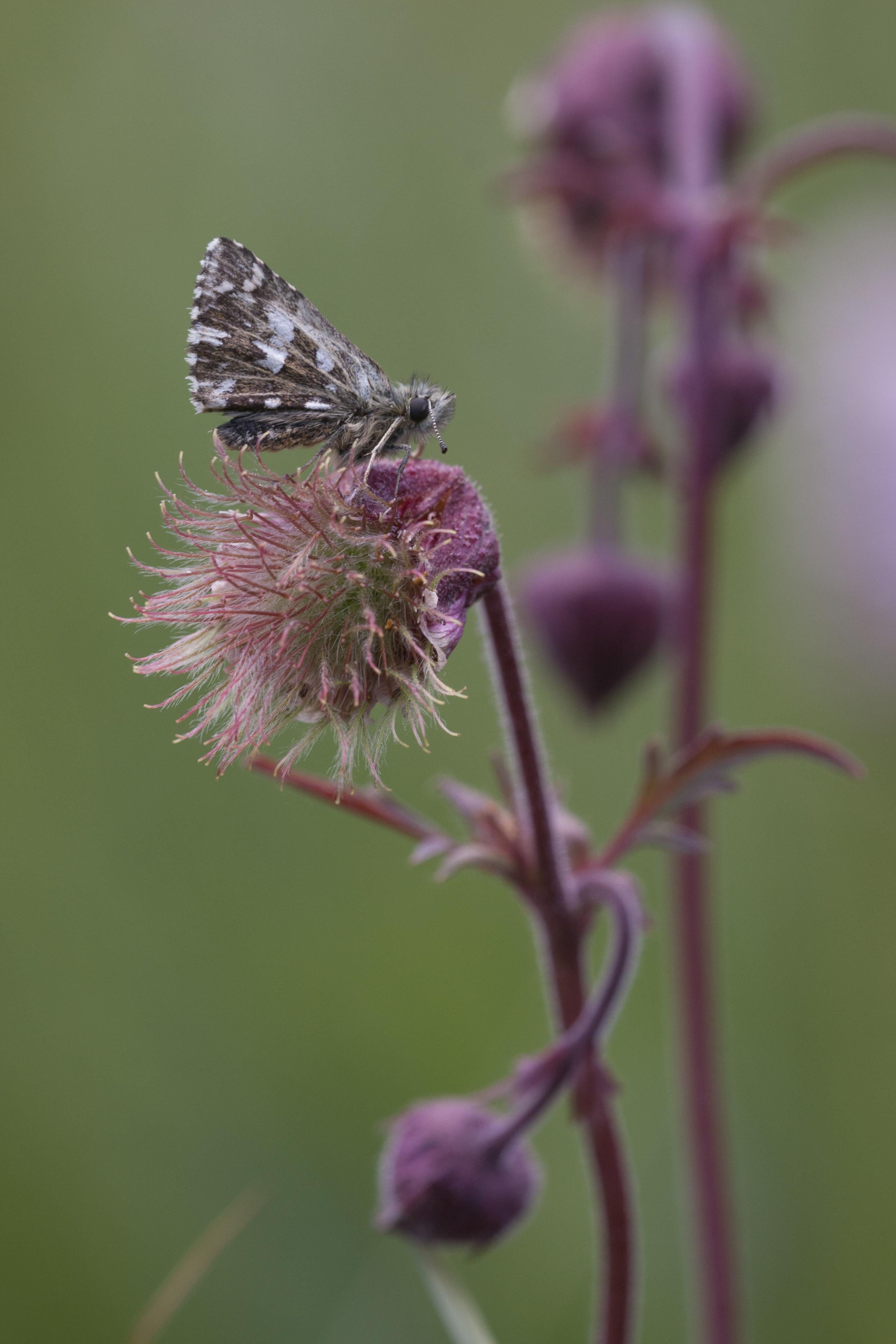 Grizzled skipper  - Pyrgus malvae