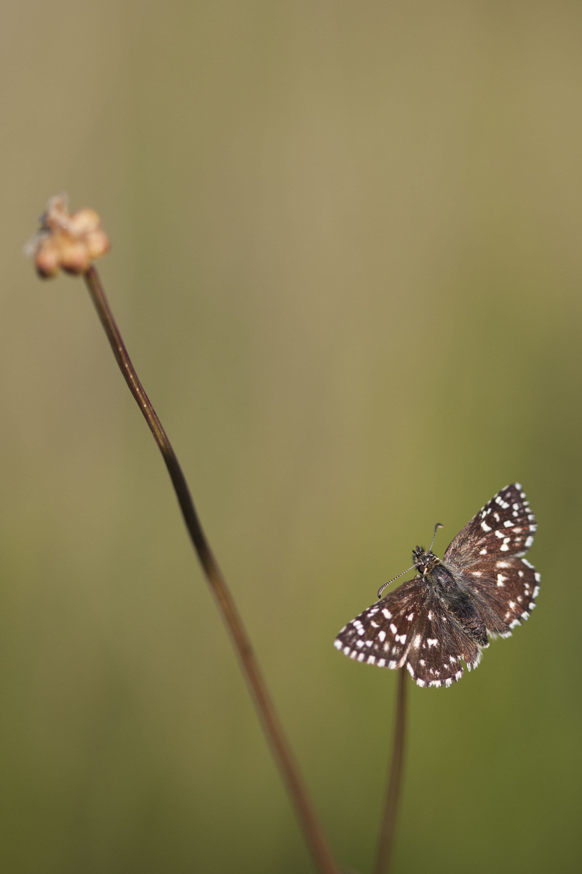 Aardbeivlinder  - Pyrgus malvae