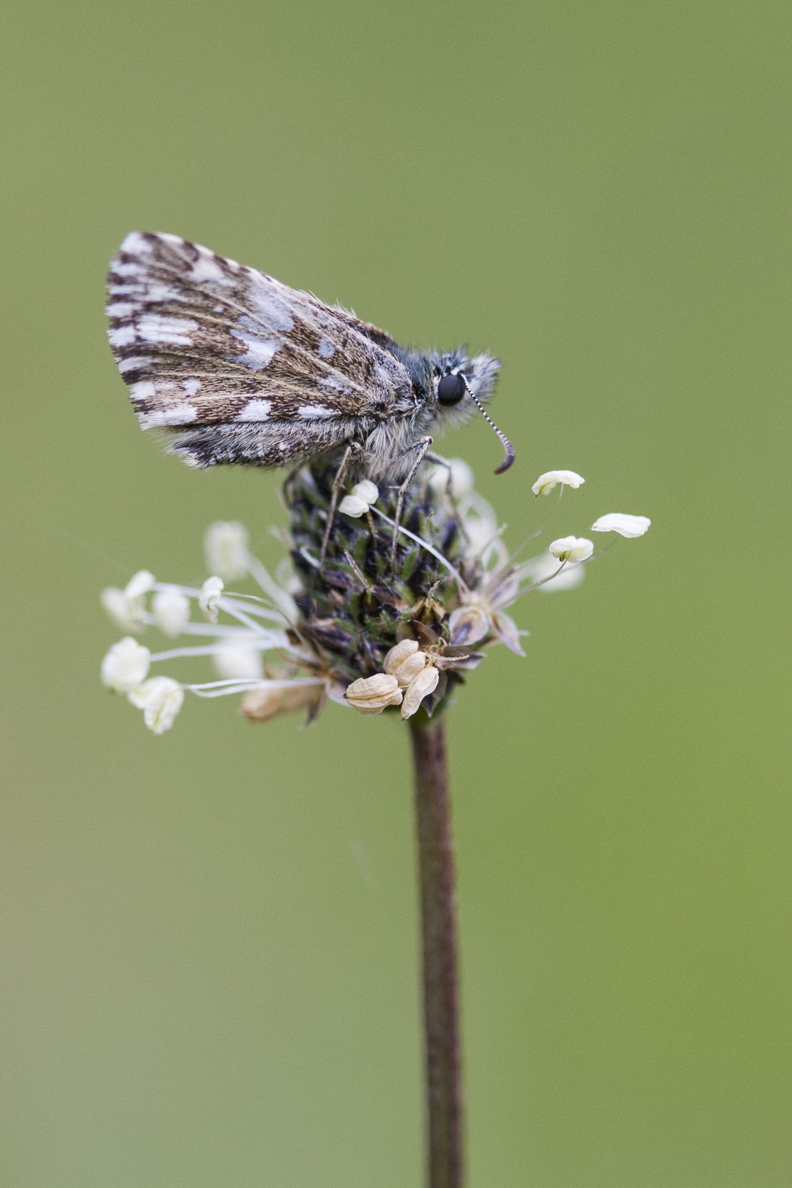 Grizzled skipper  - Pyrgus malvae