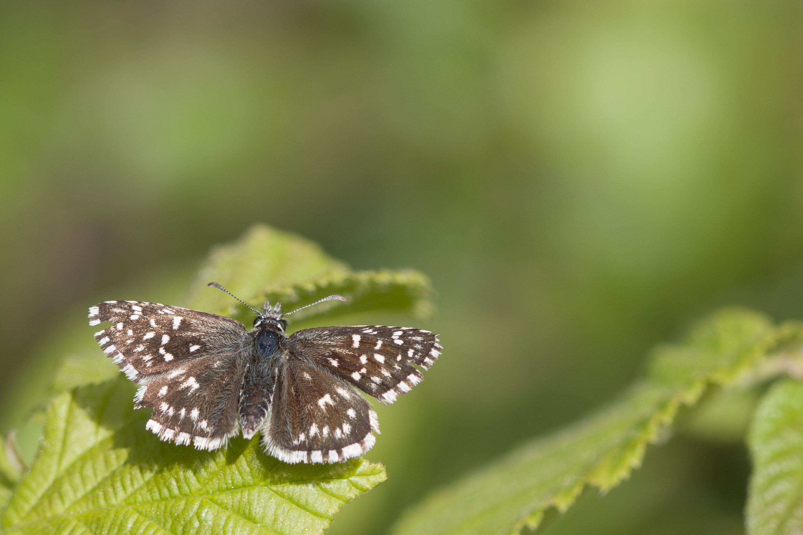 Grizzled skipper  - Pyrgus malvae