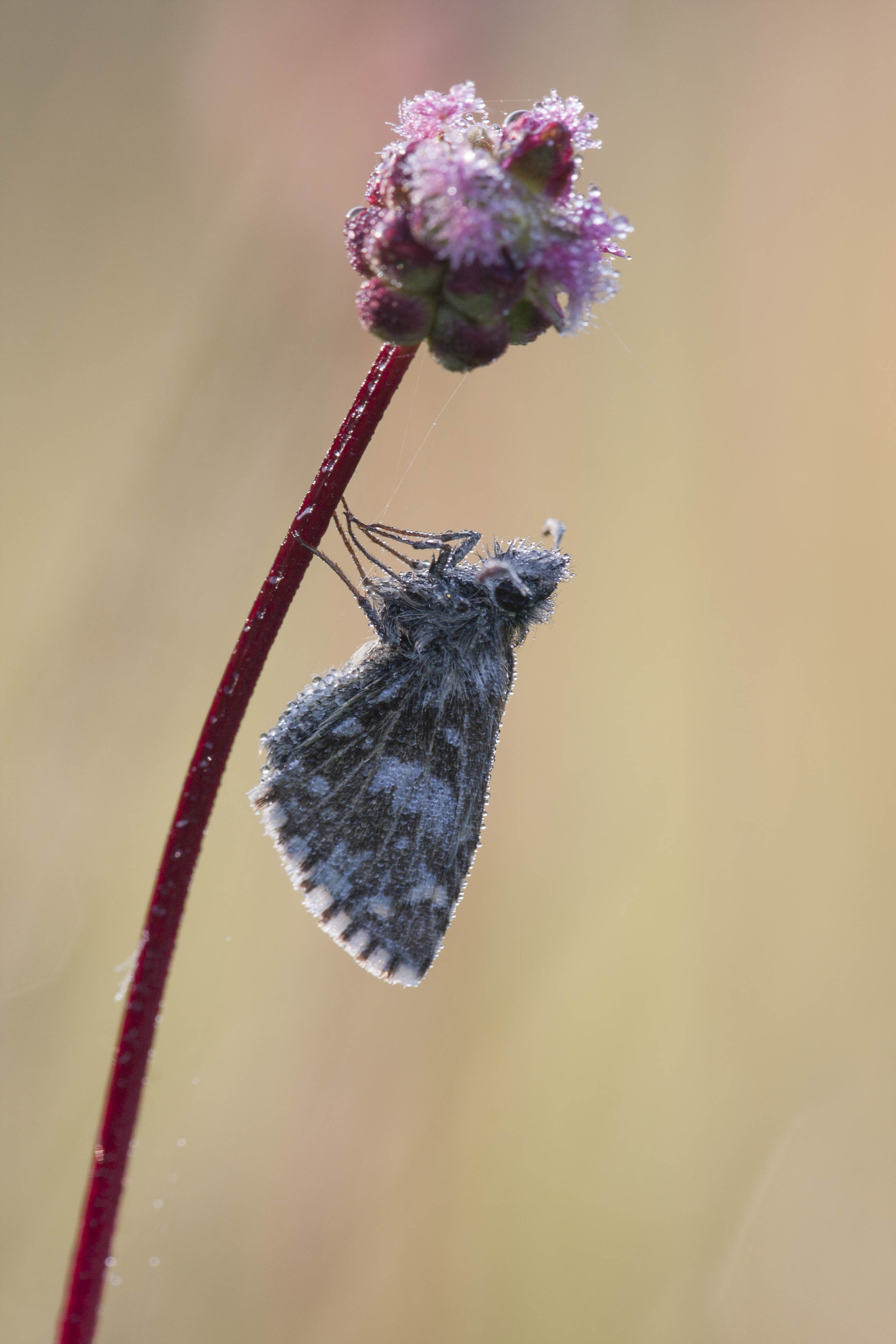 Grizzled skipper  - Pyrgus malvae