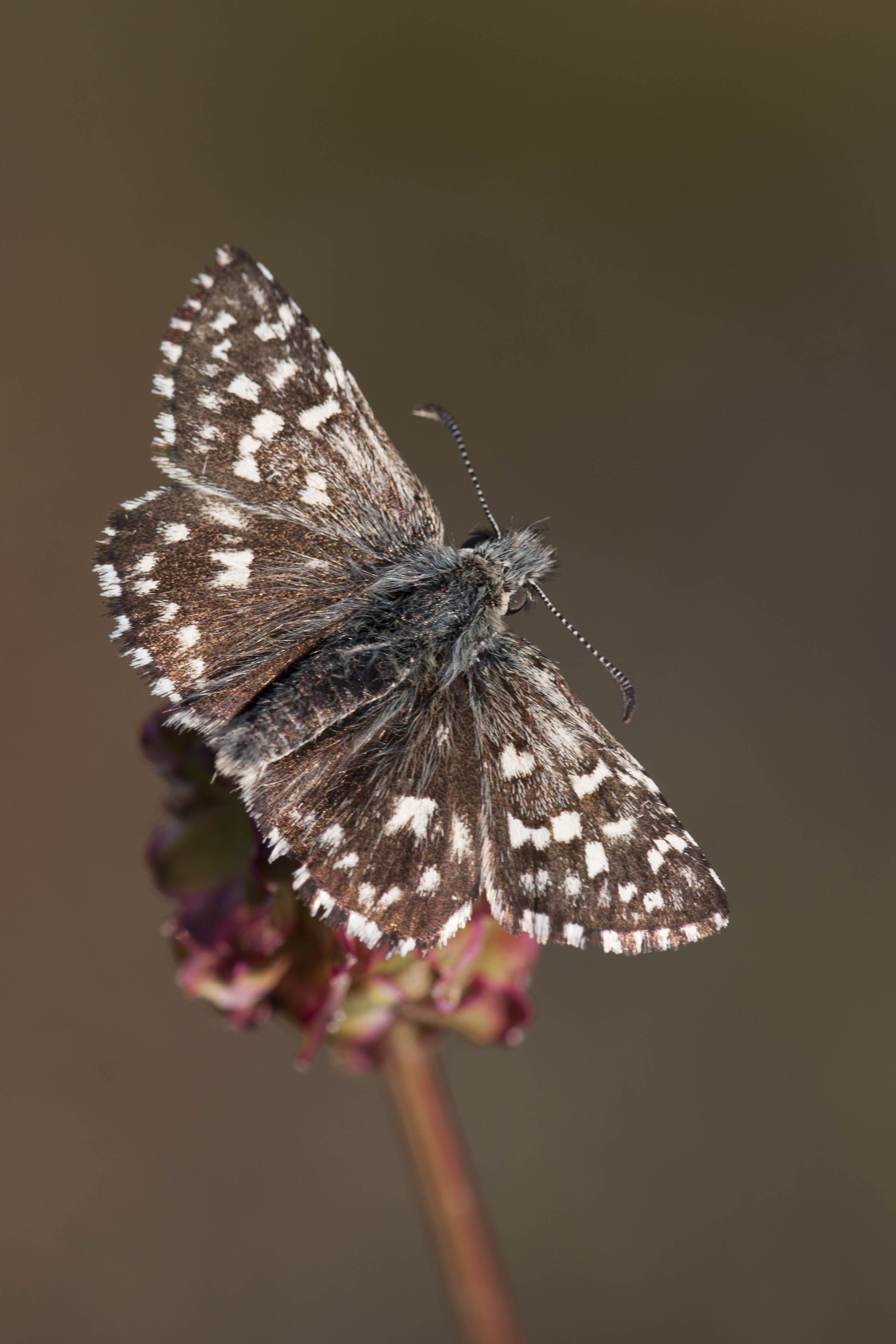 Aardbeivlinder  - Pyrgus malvae