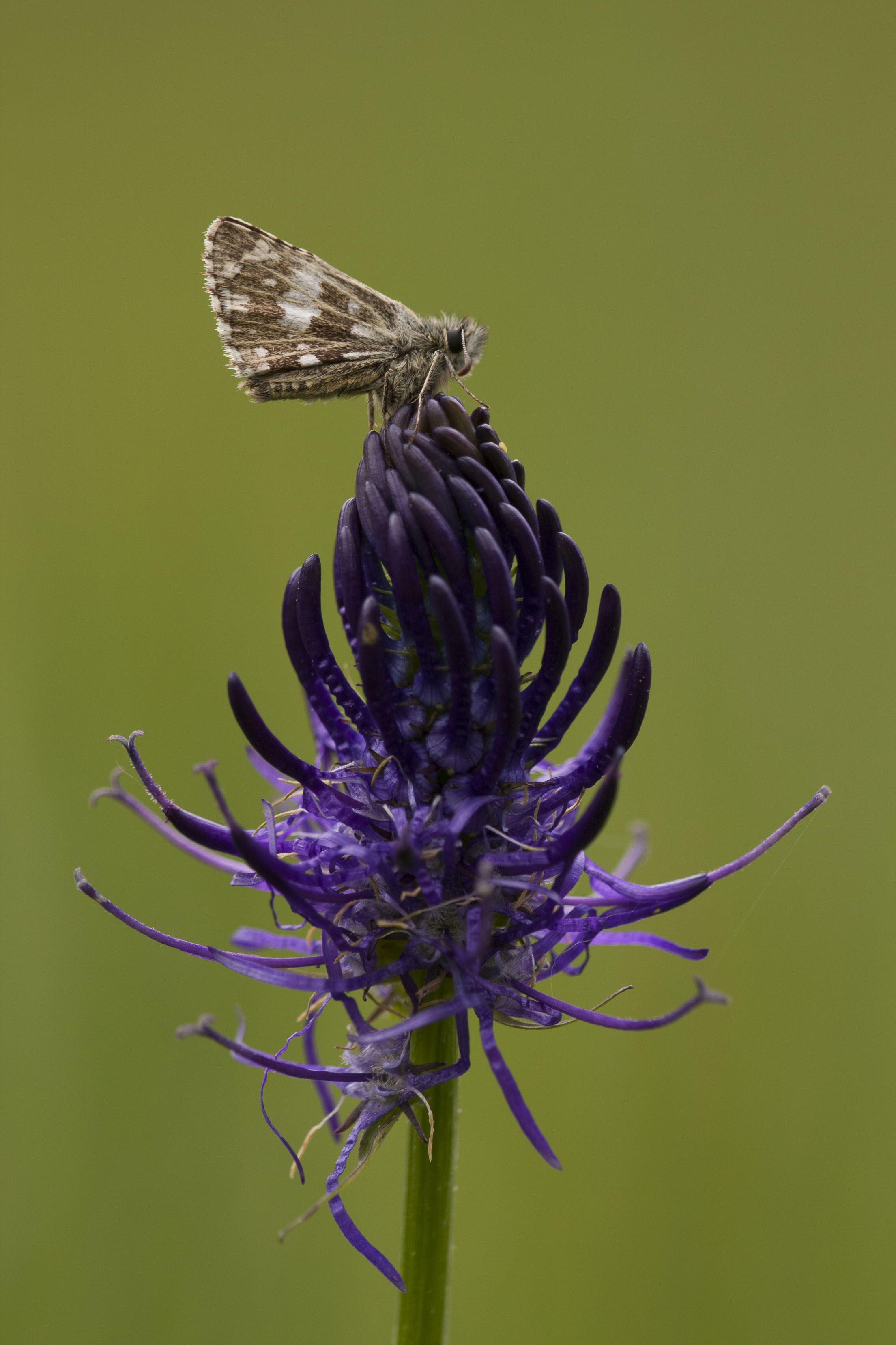 Grizzled skipper  - Pyrgus malvae