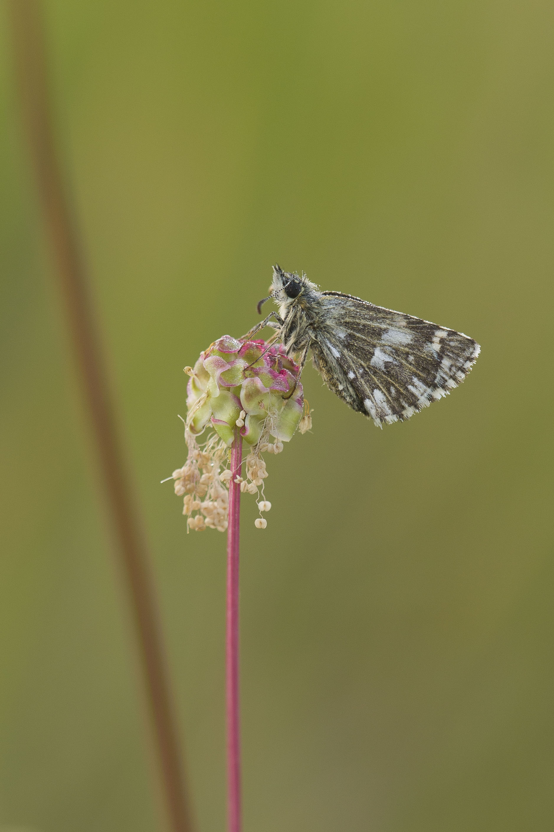 Aardbeivlinder  - Pyrgus malvae