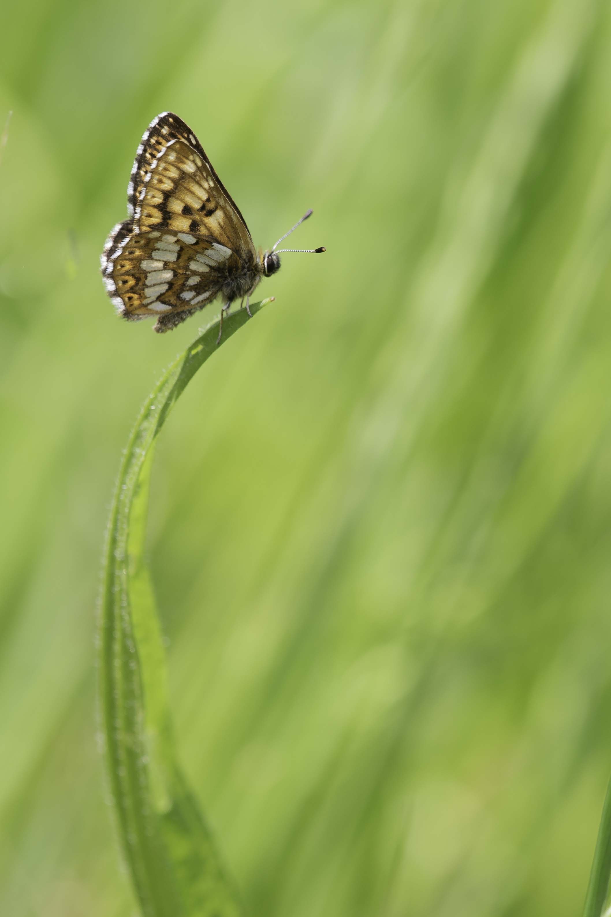 Duke of burgundy fritillary  (Hamearis lucina)