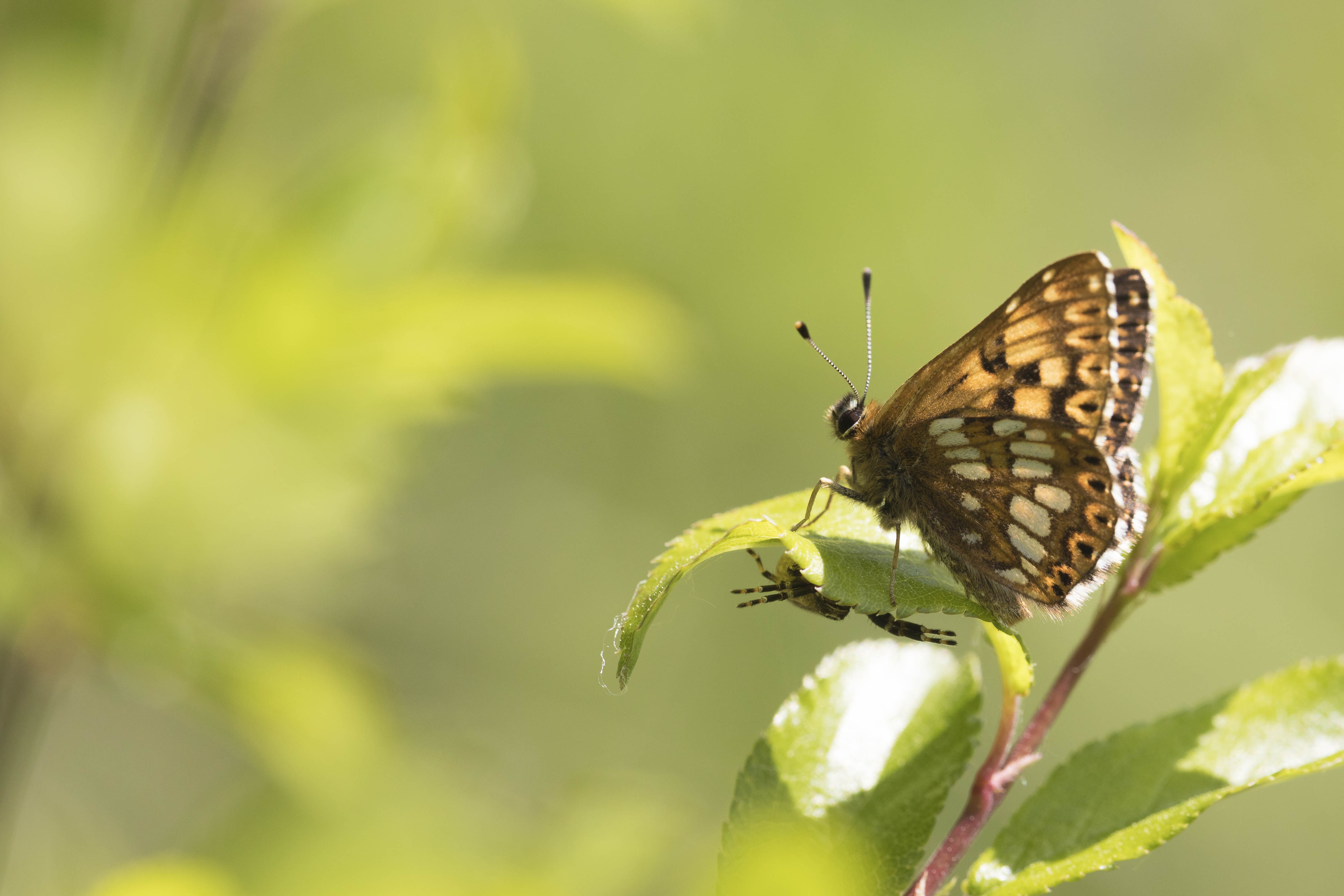 Duke of burgundy fritillary  - Hamearis lucina