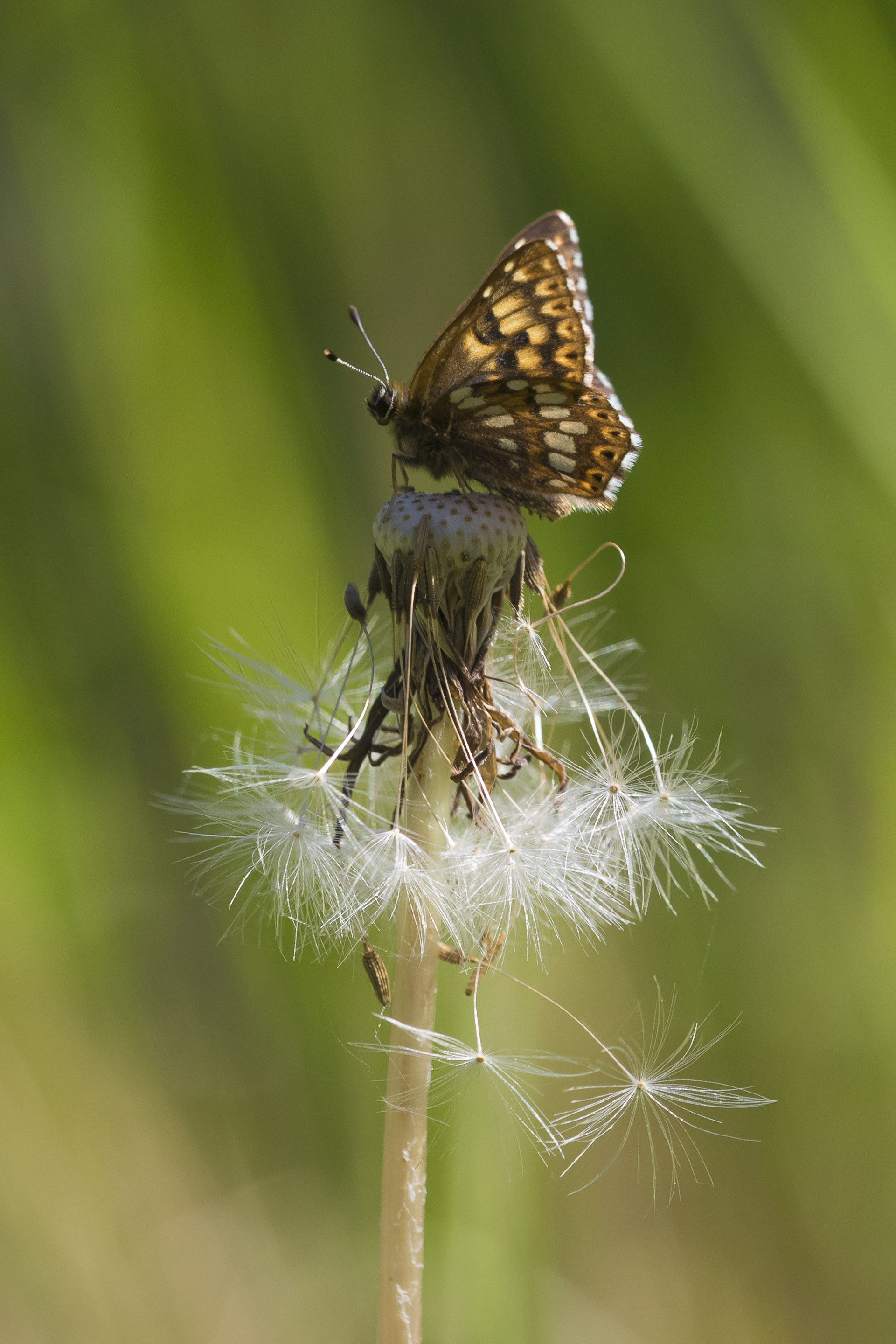 Duke of burgundy fritillary  - Hamearis lucina