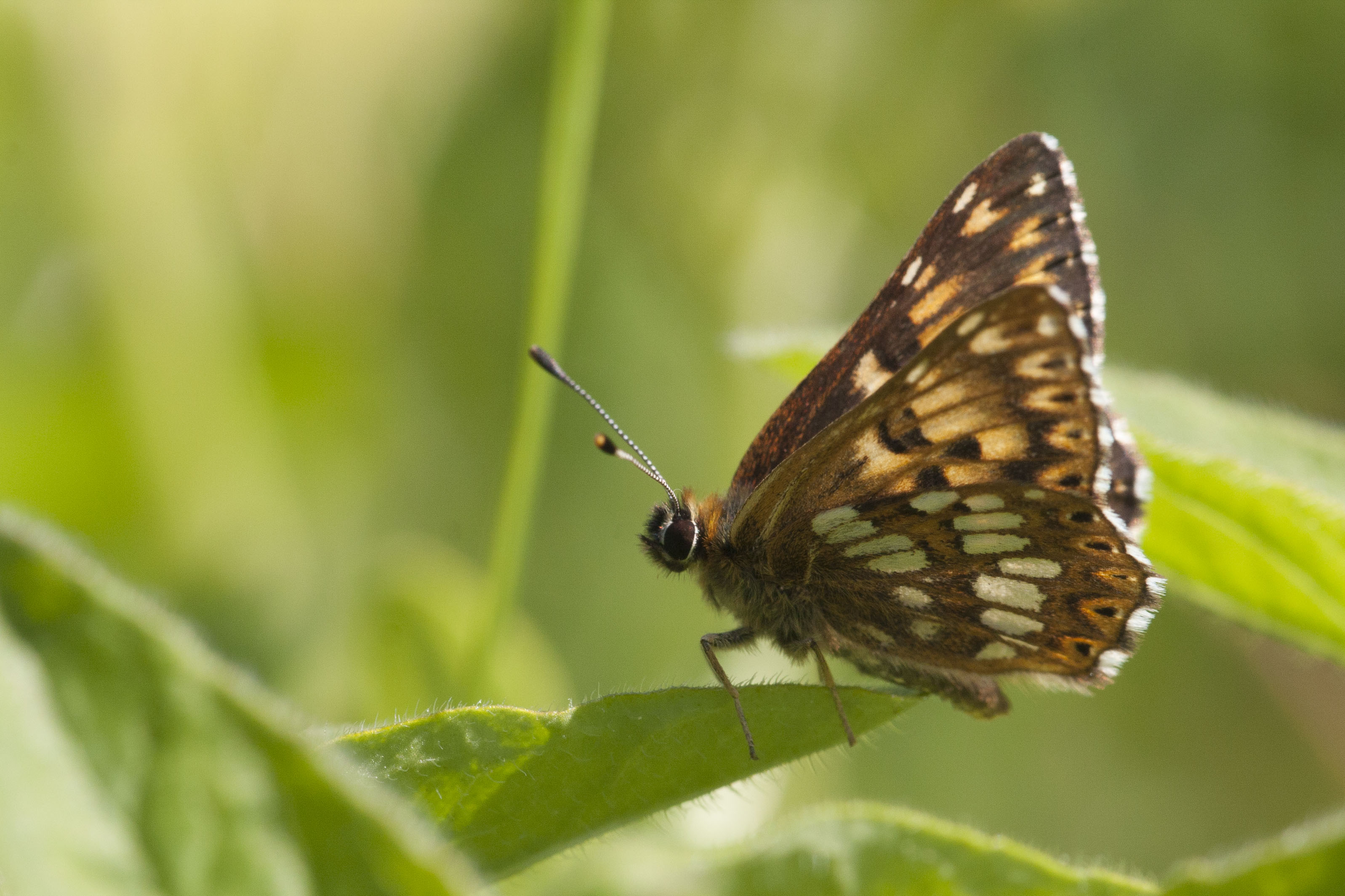 Duke of burgundy fritillary  - Hamearis lucina