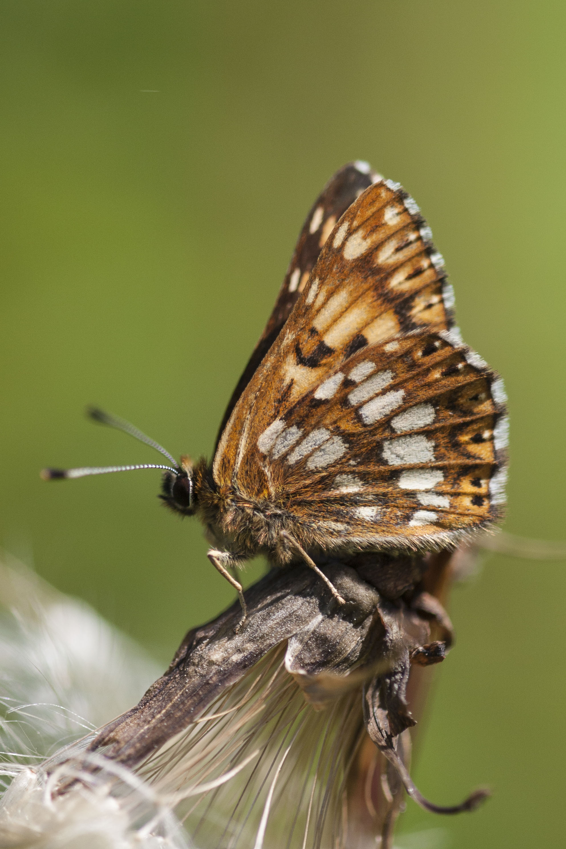 Duke of burgundy fritillary  - Hamearis lucina