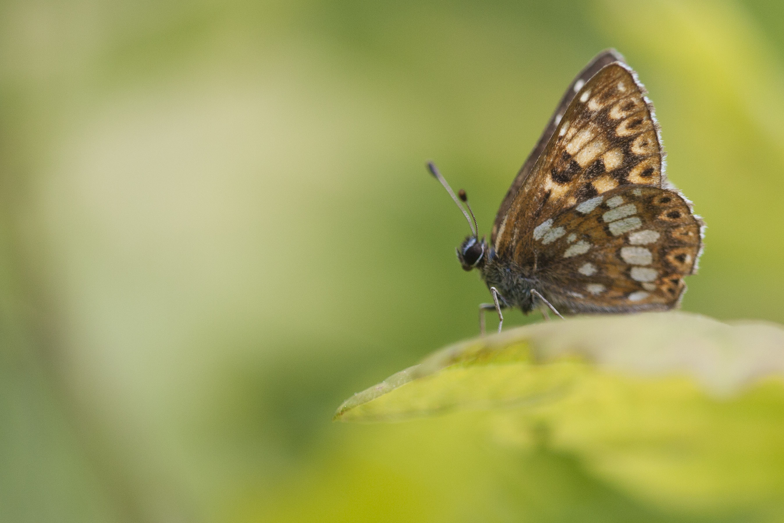 Duke of burgundy fritillary 