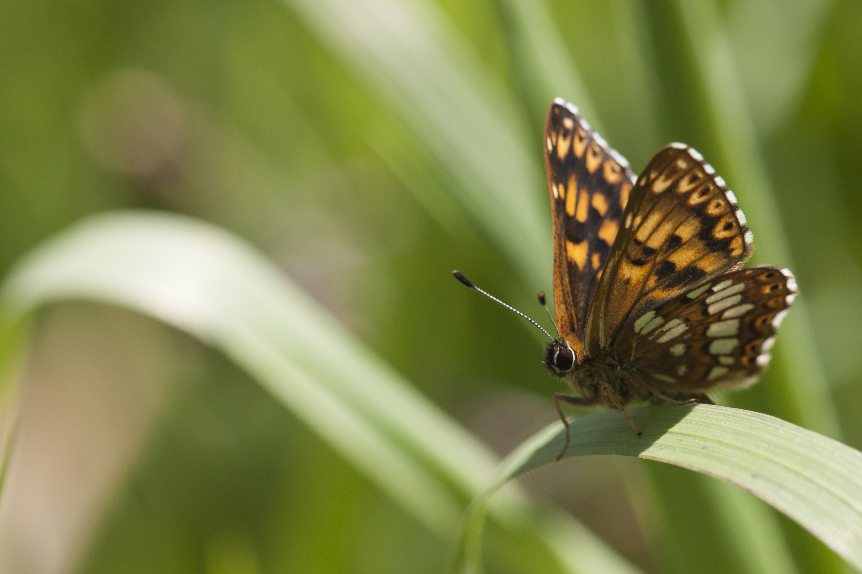 Duke of burgundy fritillary  - Hamearis lucina