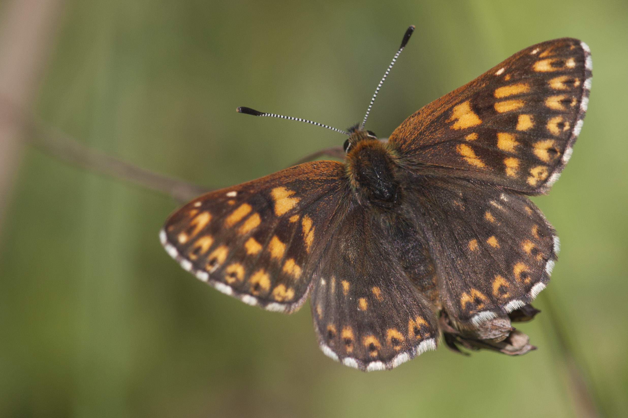 Duke of burgundy fritillary  - Hamearis lucina