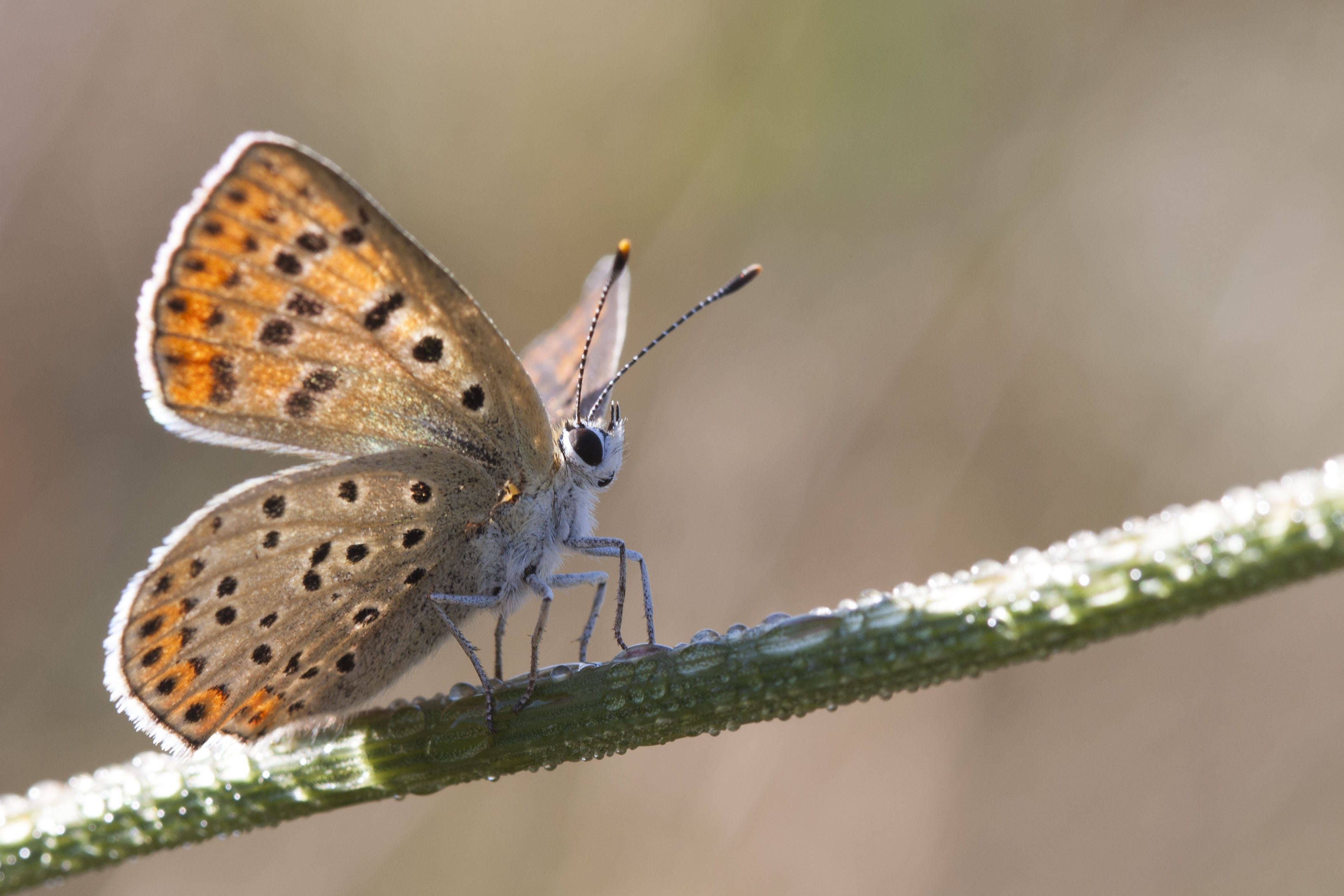 Purple shot copper  - Lycaena alciphron