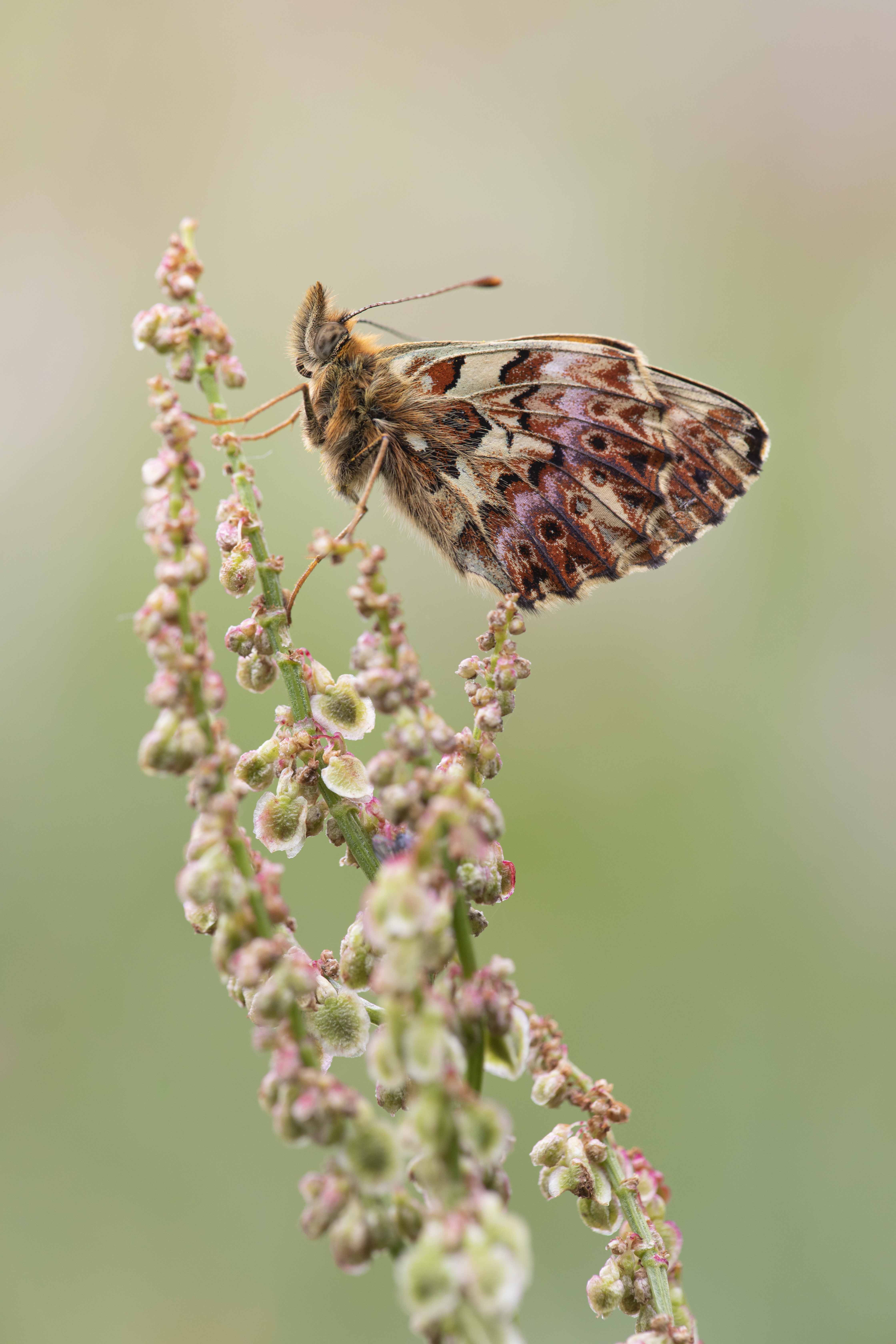 Titania's Parelmoervlinder  - Boloria titania