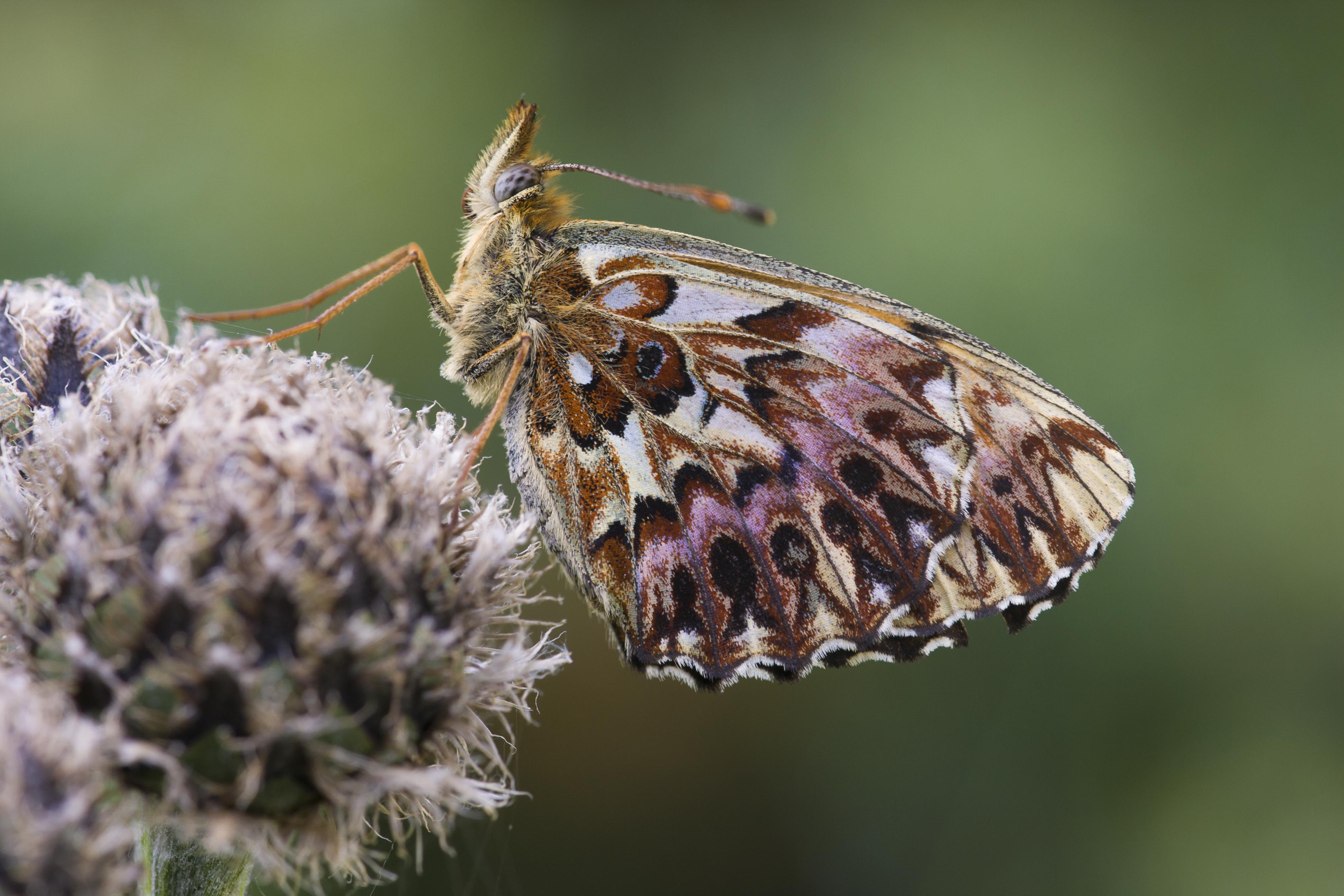 Titania's fritillary  - Boloria titania