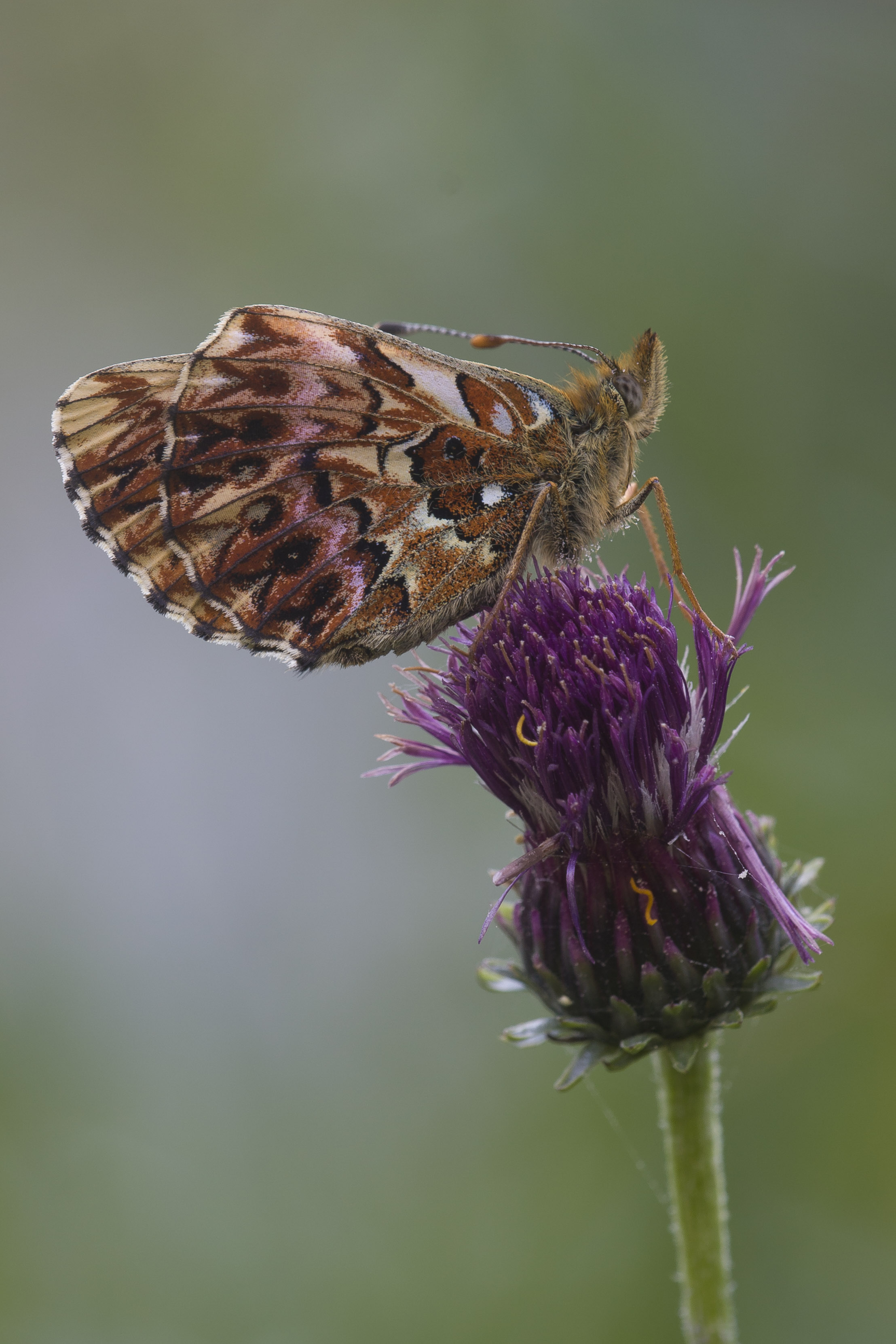 Titania's fritillary  - Boloria titania