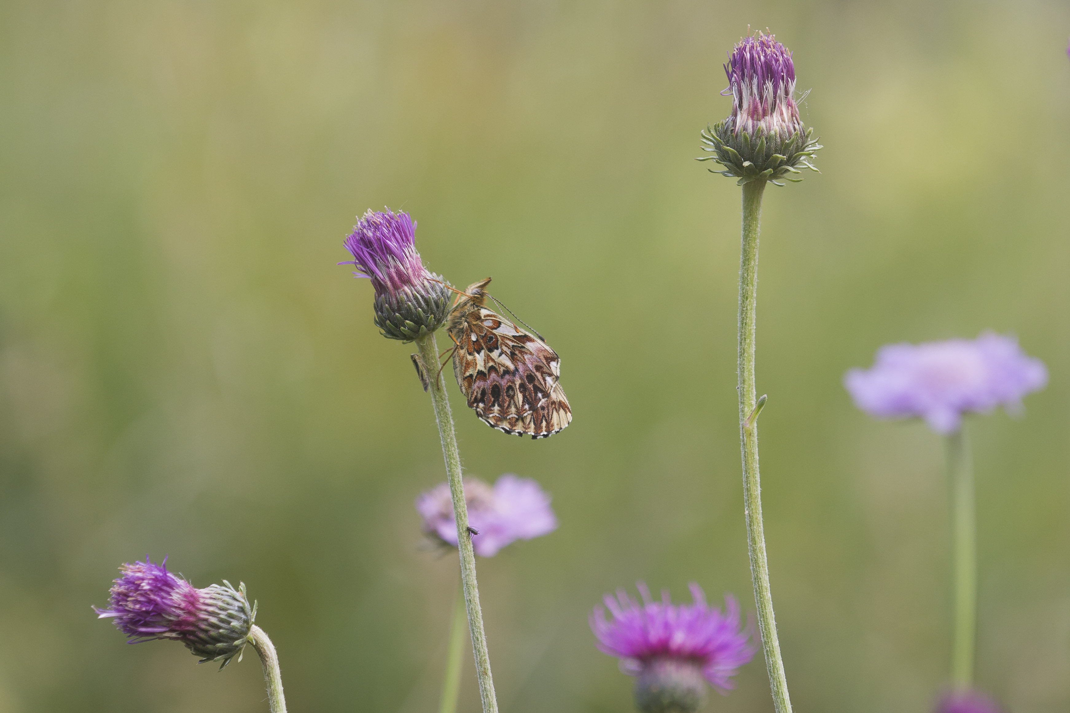 Titania's fritillary  - Boloria titania