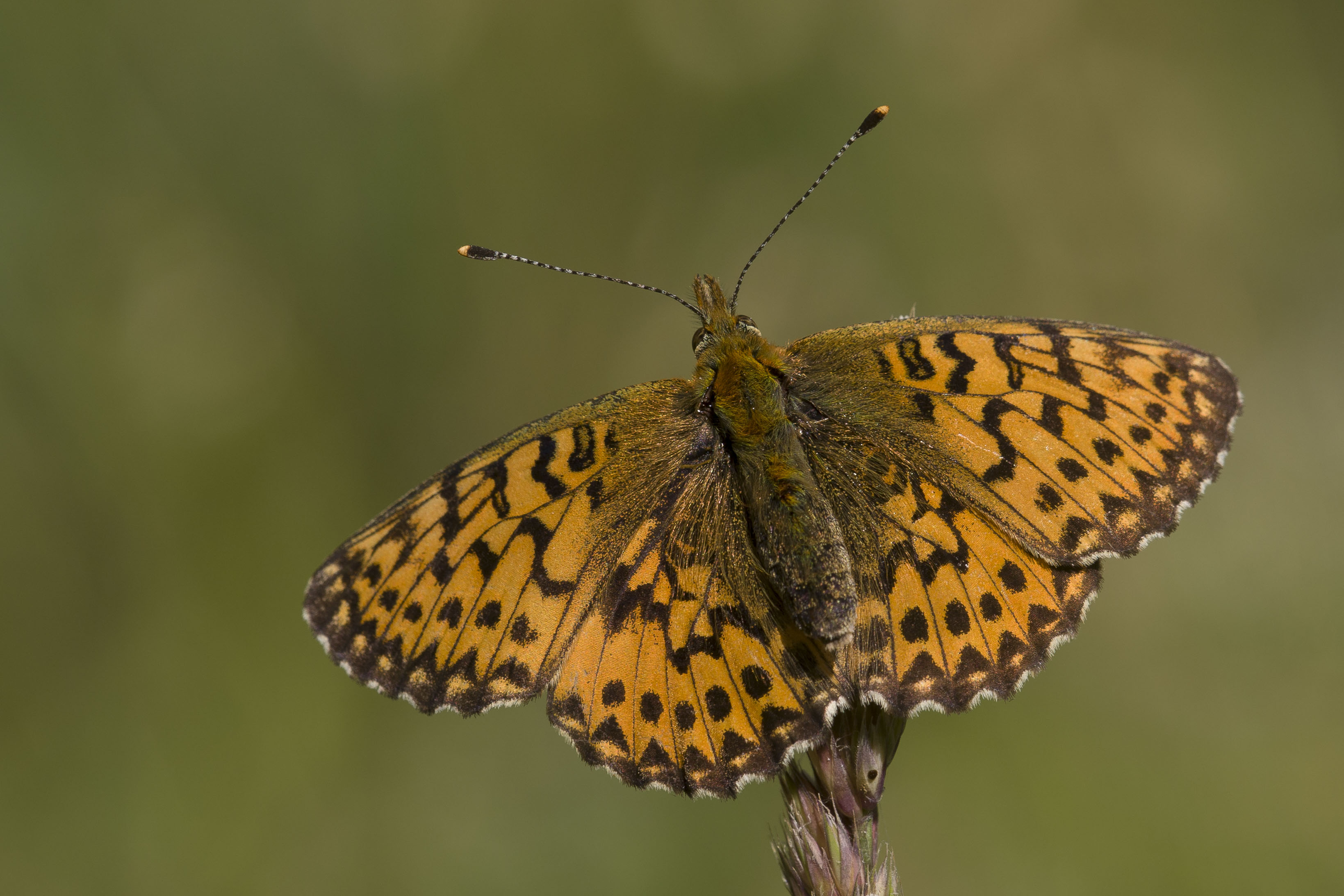 Titania's Parelmoervlinder  - Boloria titania