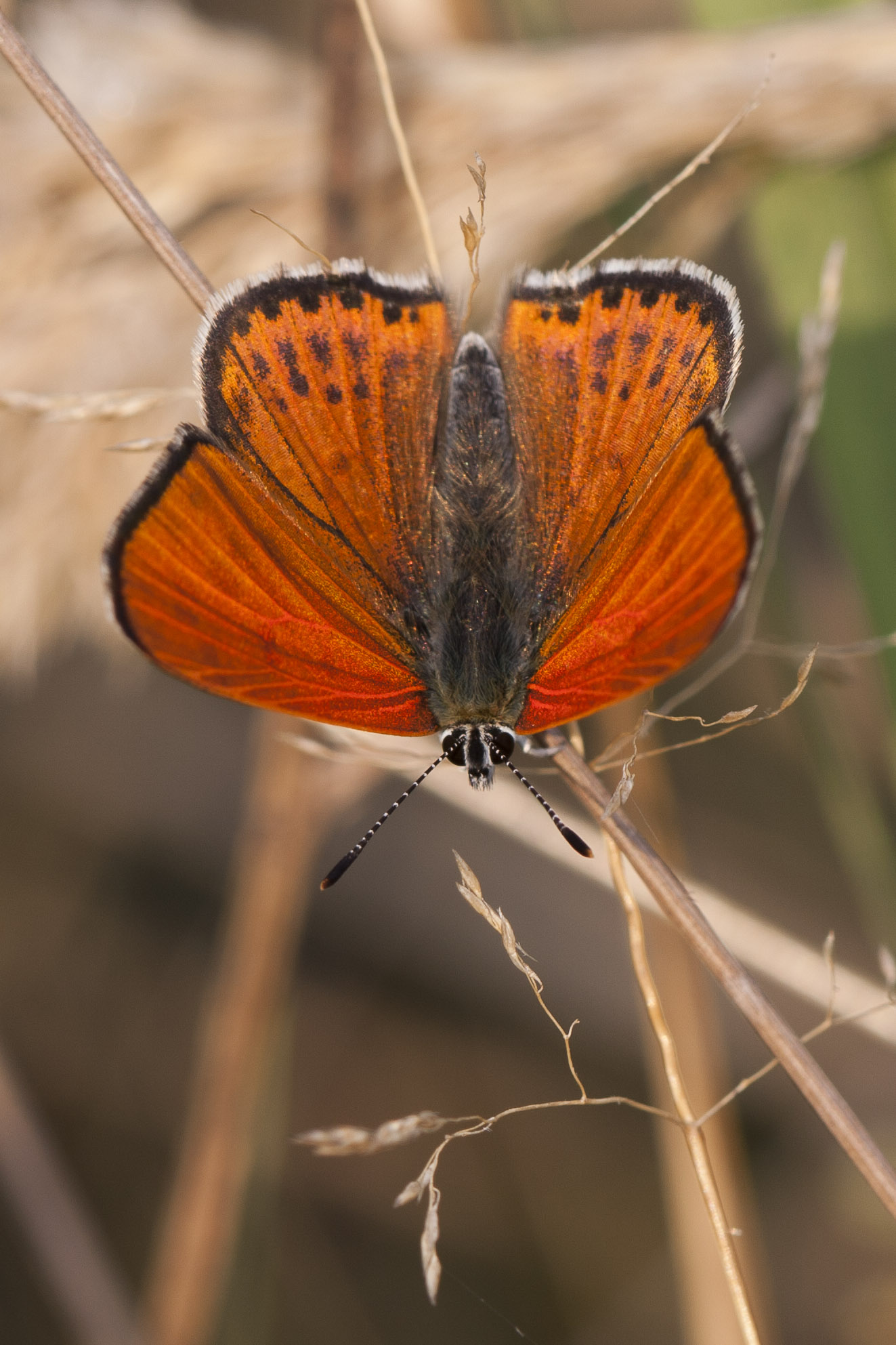 Lesser fiery coppper  - Lycaena thersamon