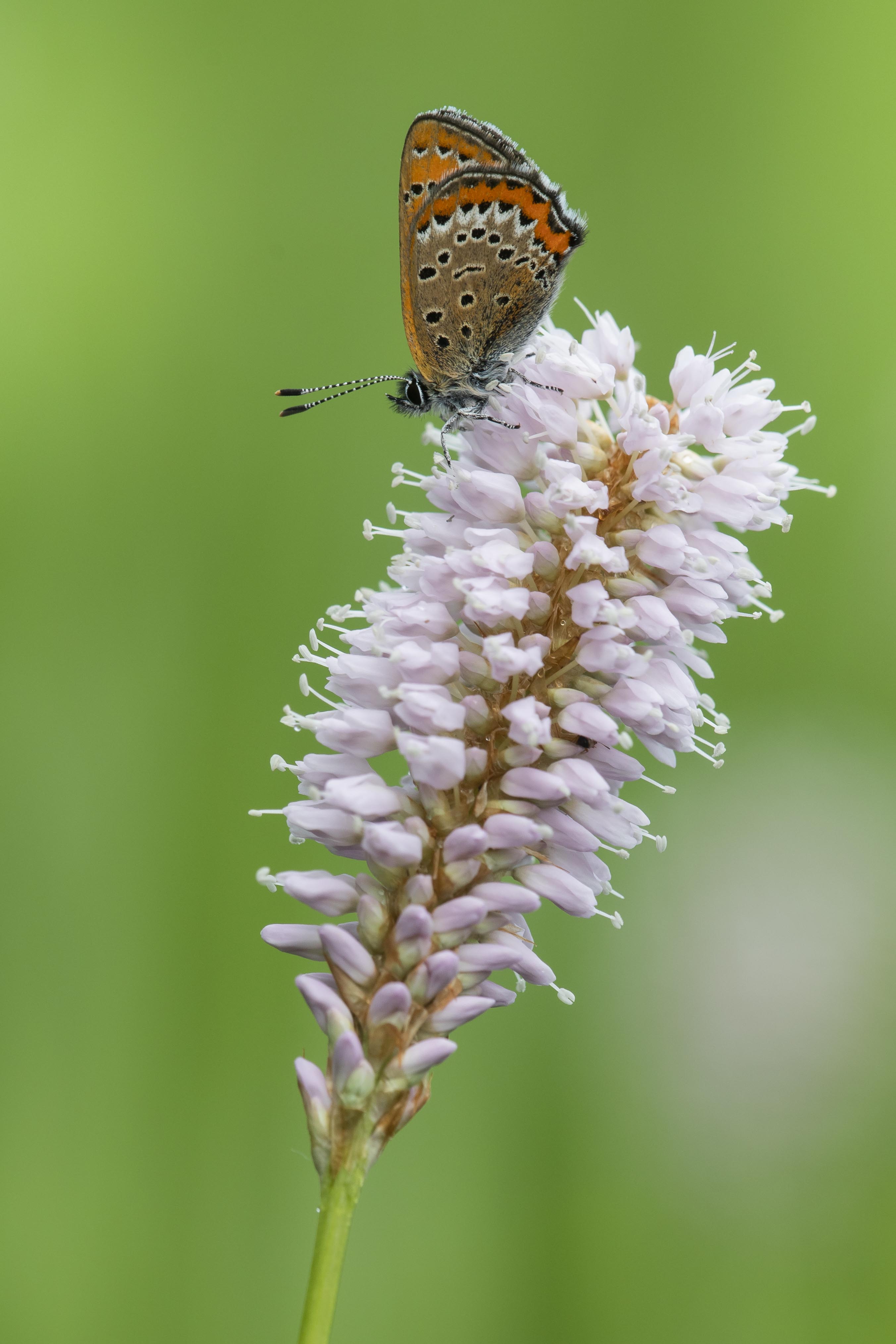 Blauwe Vuurvlinder  - Lycaena helle