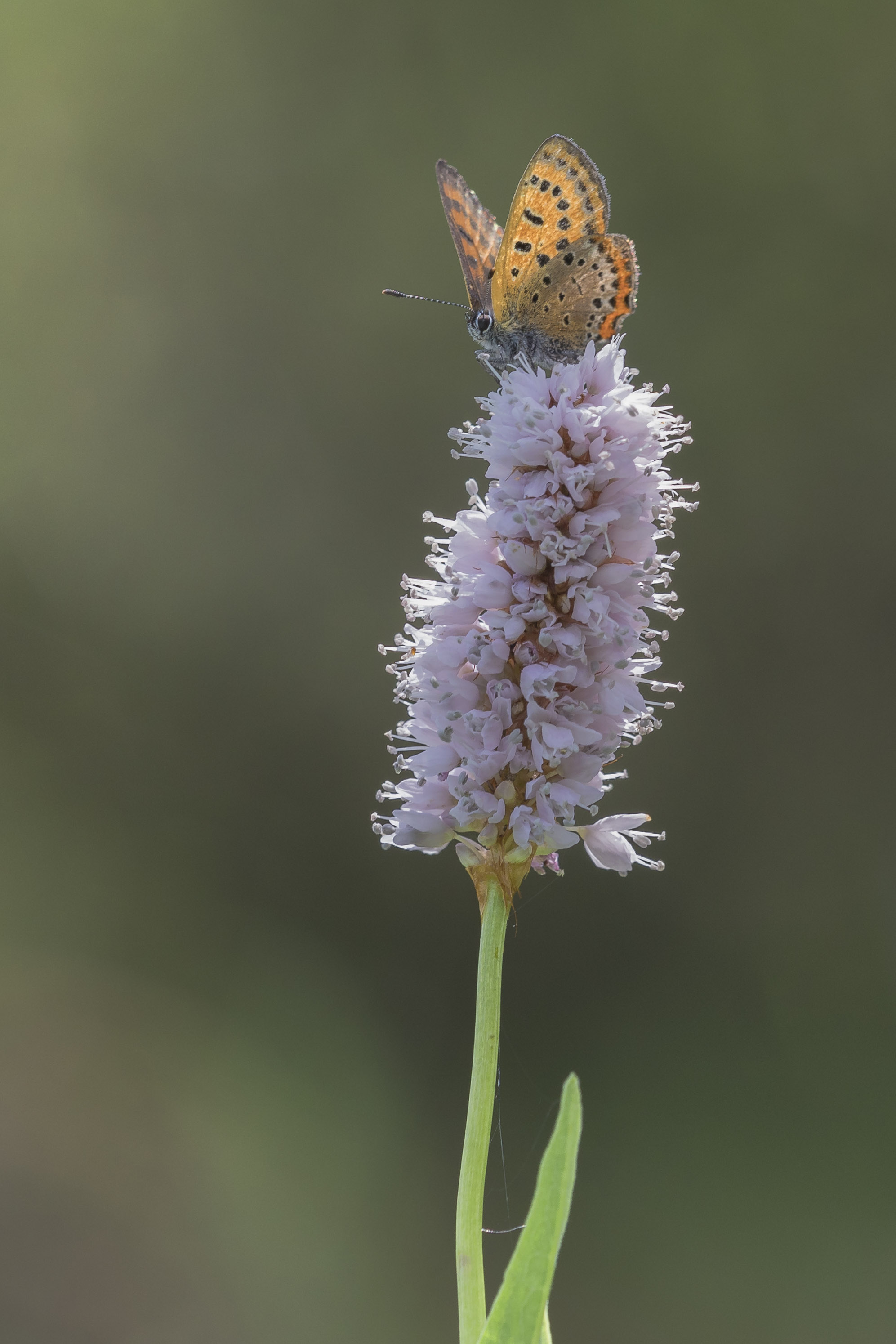 Blauwe Vuurvlinder  - Lycaena helle