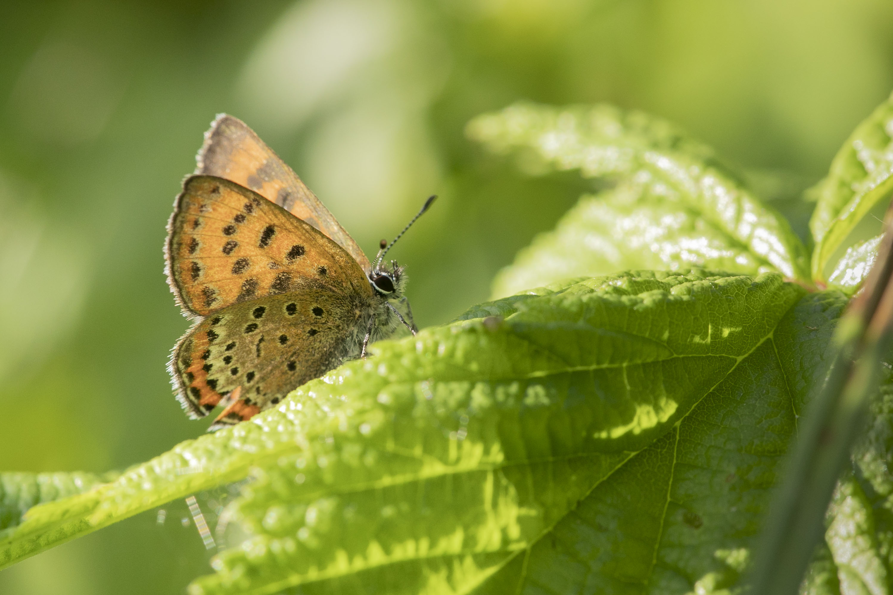 Blauwe Vuurvlinder  (Lycaena helle)