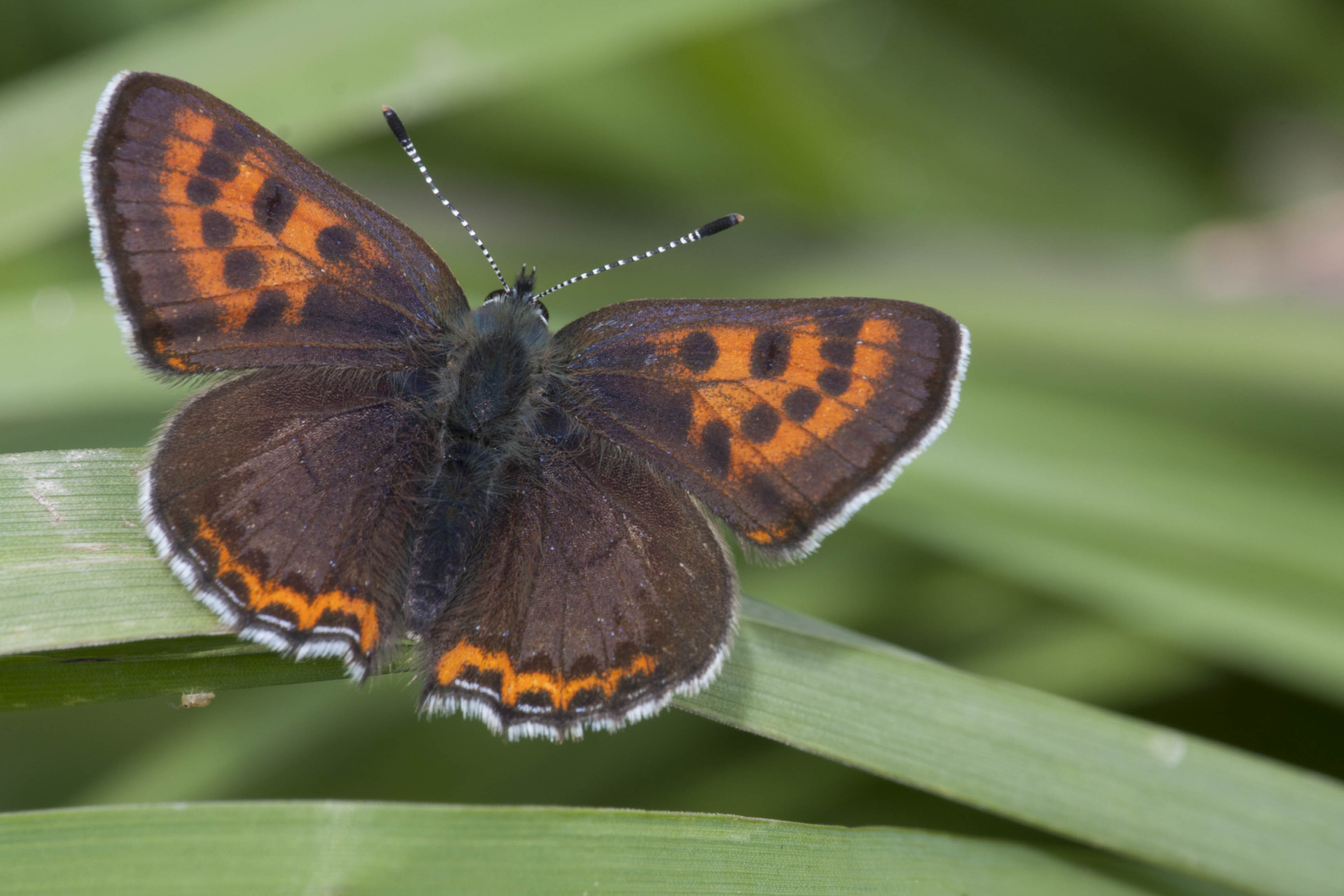 Blauwe Vuurvlinder  - Lycaena helle